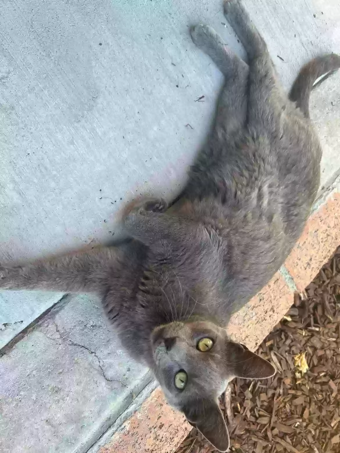 Lost cat in Campbell, CA, 95008