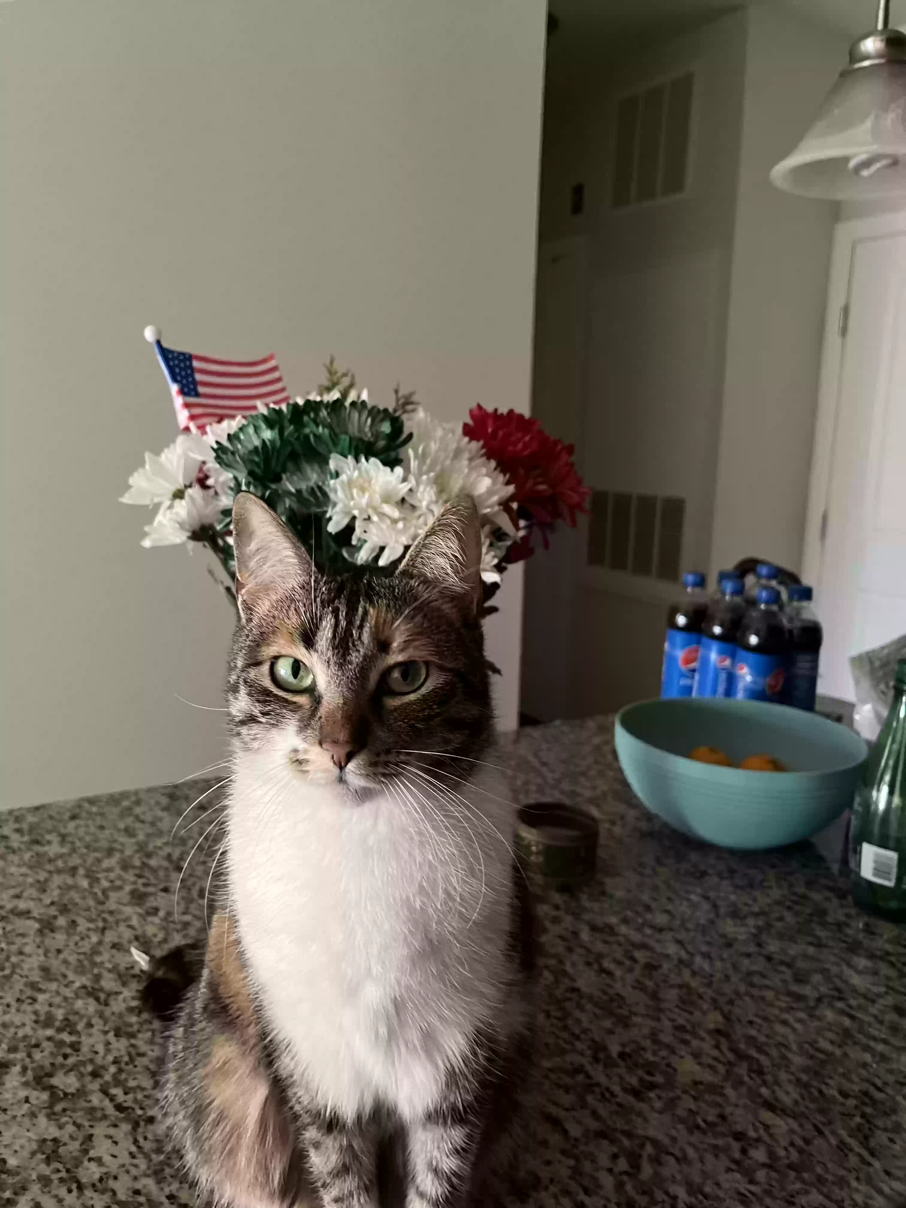 Lost cat in Haskell, NJ, 7420