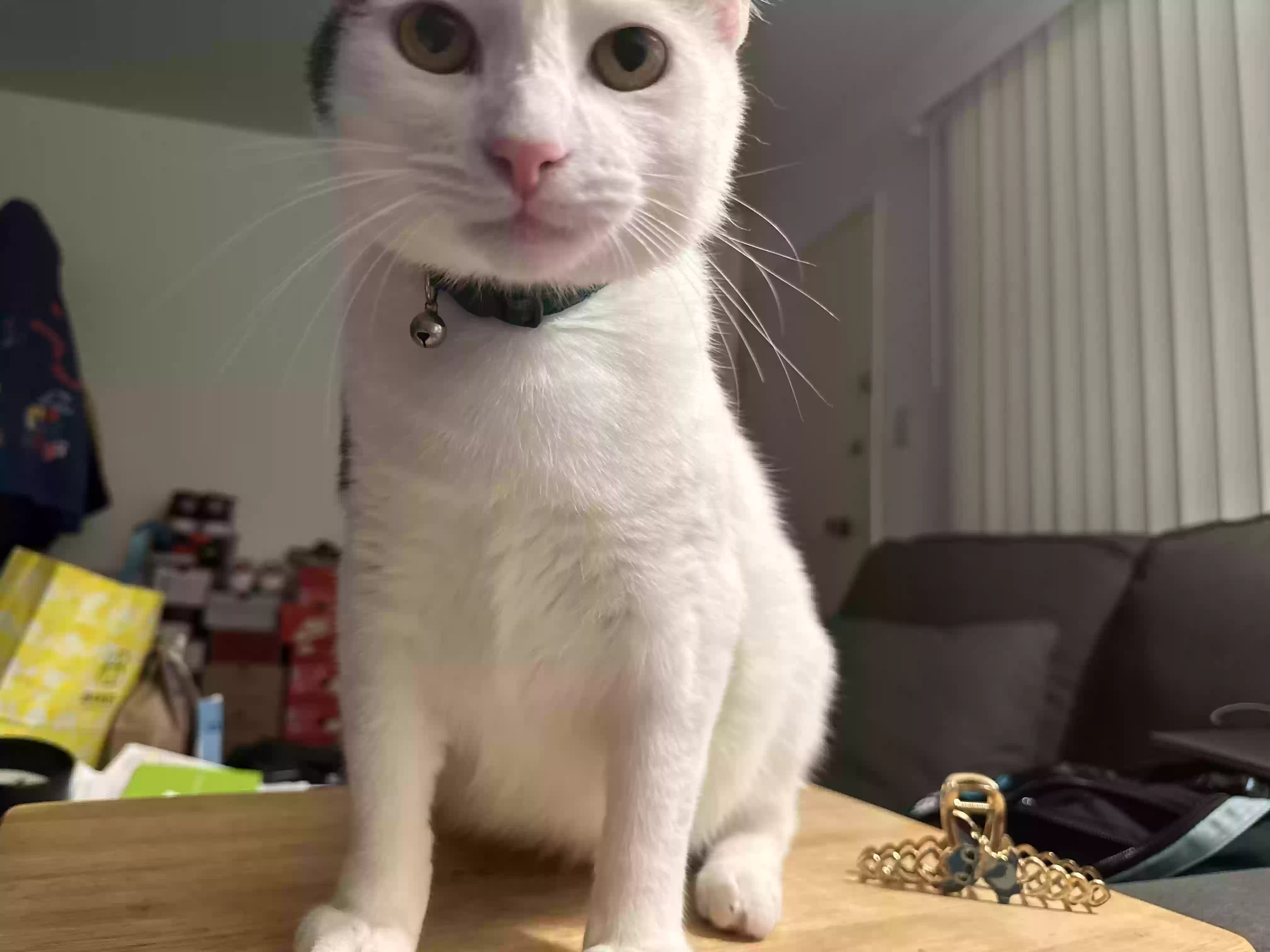 Lost cat in Millbrae, CA, 94030