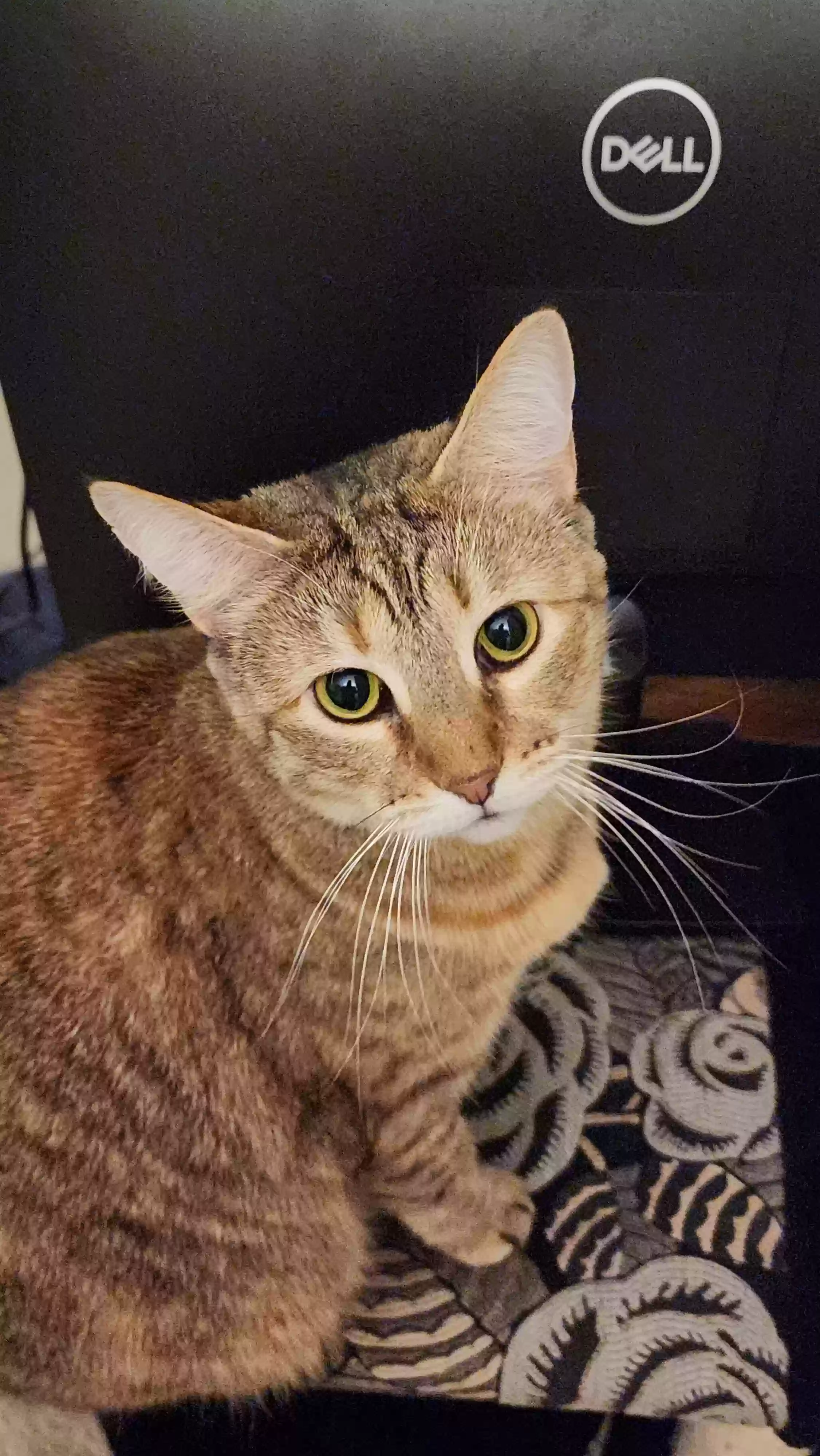 Lost cat in Painesville, OH, 44077