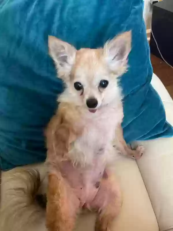 Lost dog in Bixby, OK, 74008