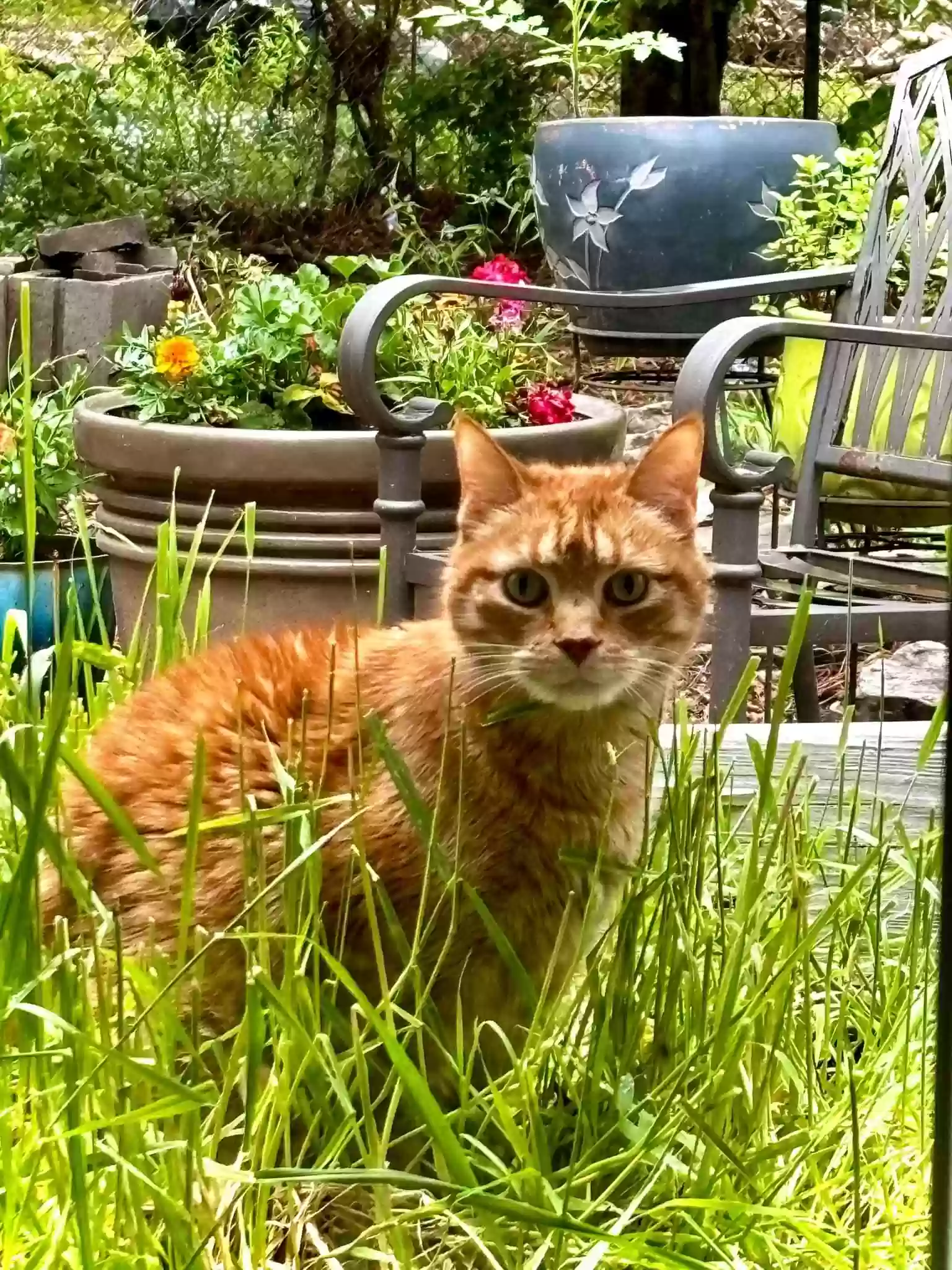 Lost cat in Jackson, MS, 39211