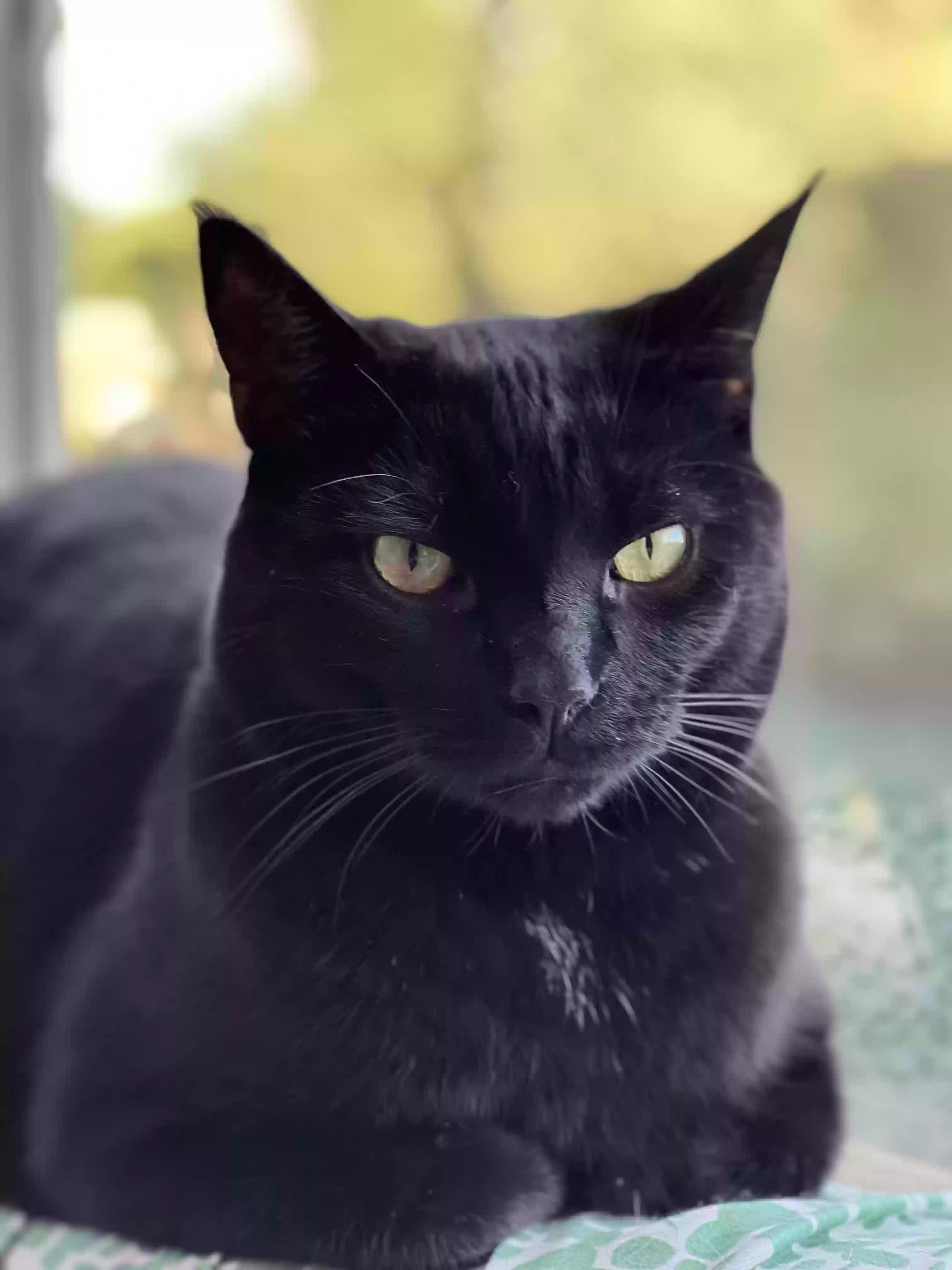 Lost cat in Windsor, CO, 80550