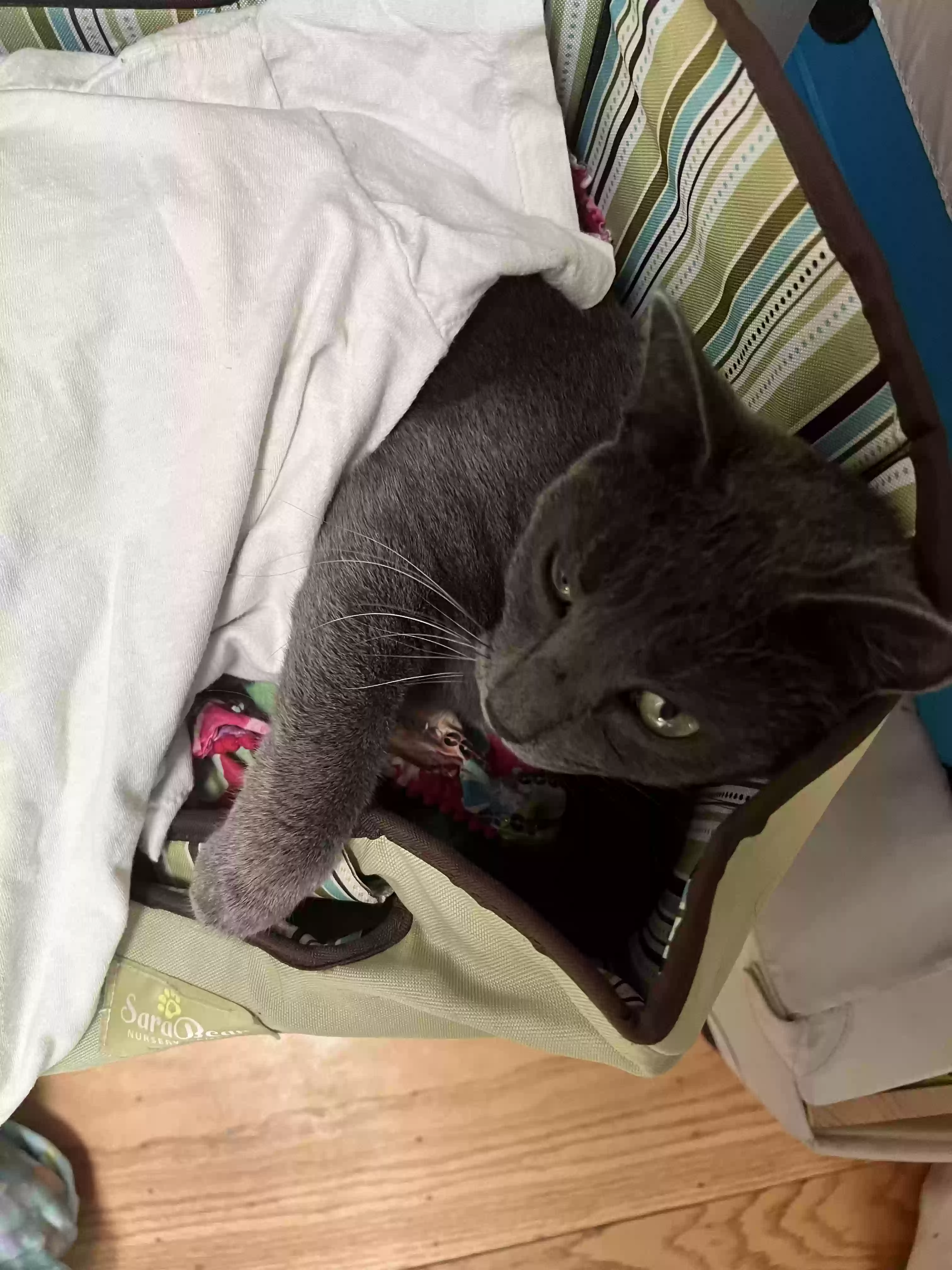 Lost cat in Lafayette, CA, 94549