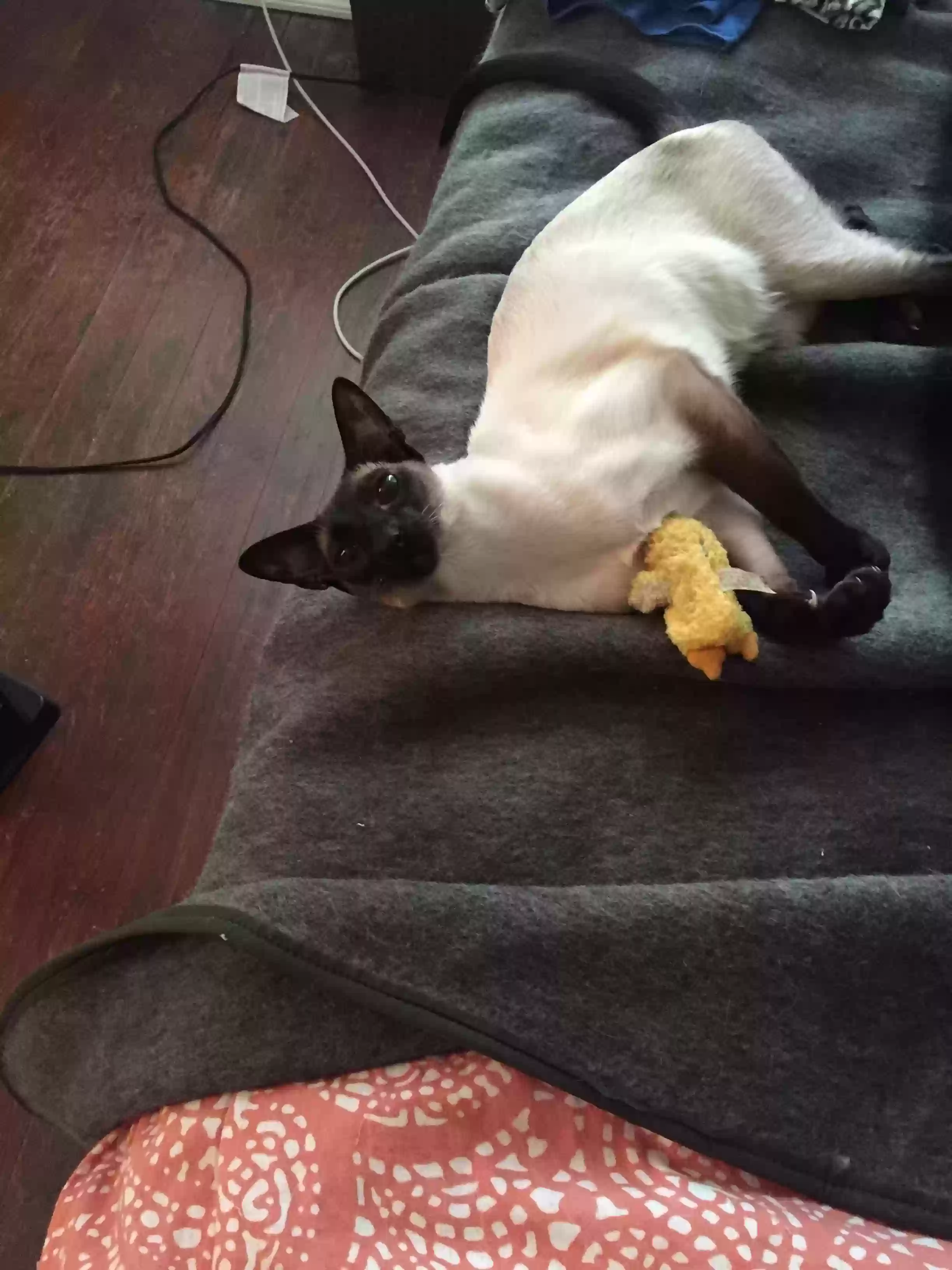 Lost cat in Birmingham, AL, 35222