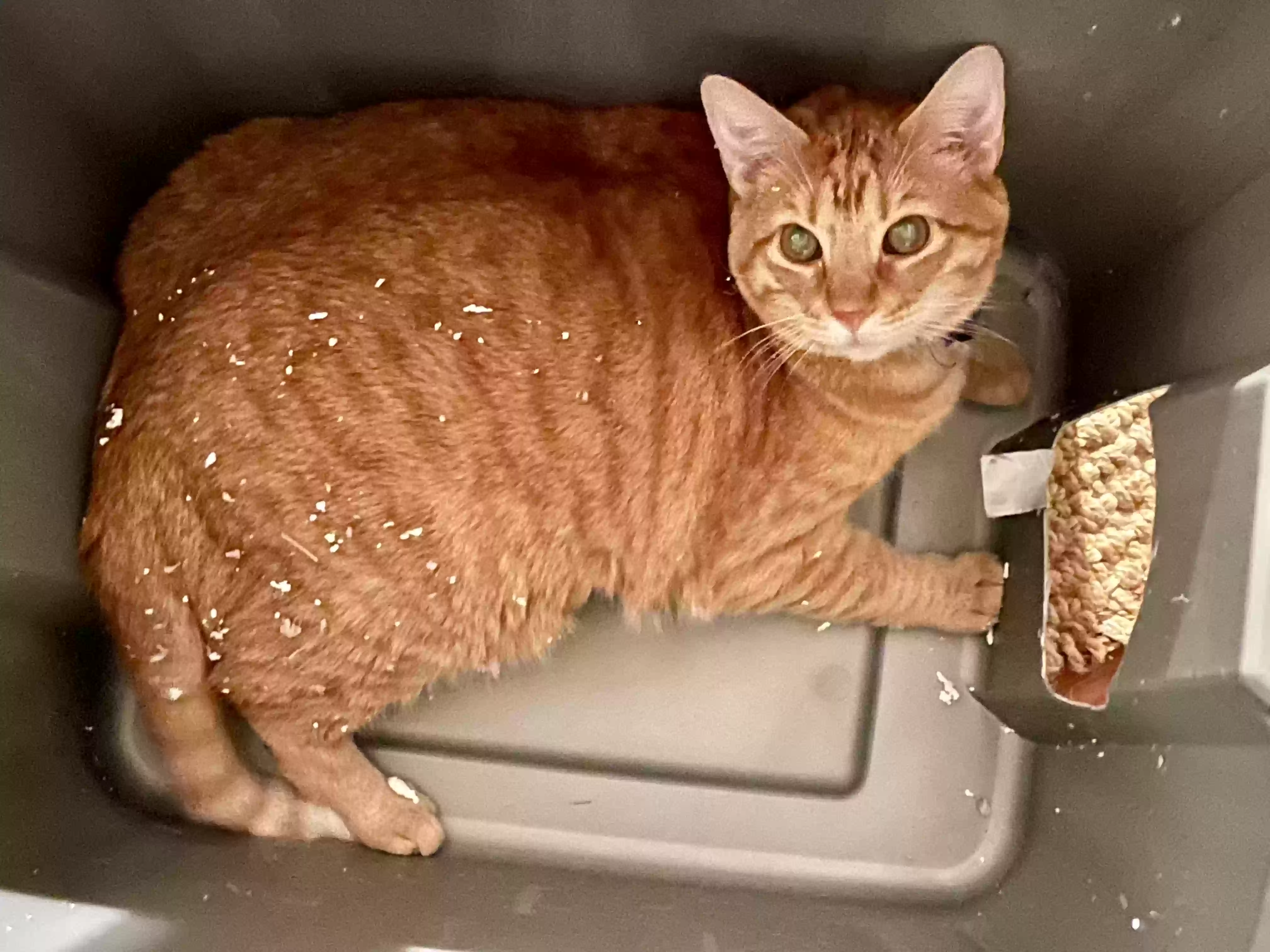 Lost cat in Jackson, MS, 39202
