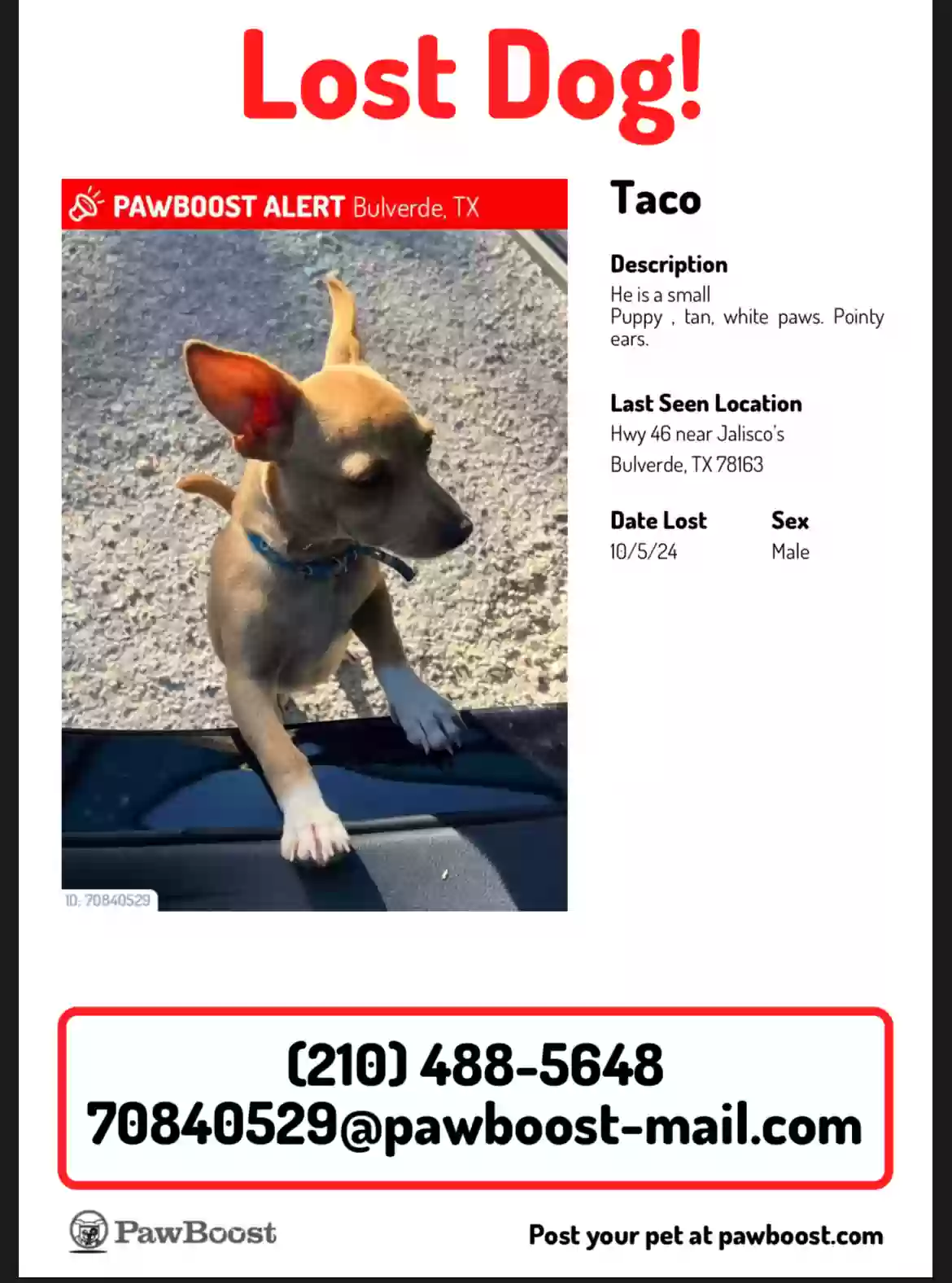 Lost dog in Bulverde, TX, 78163