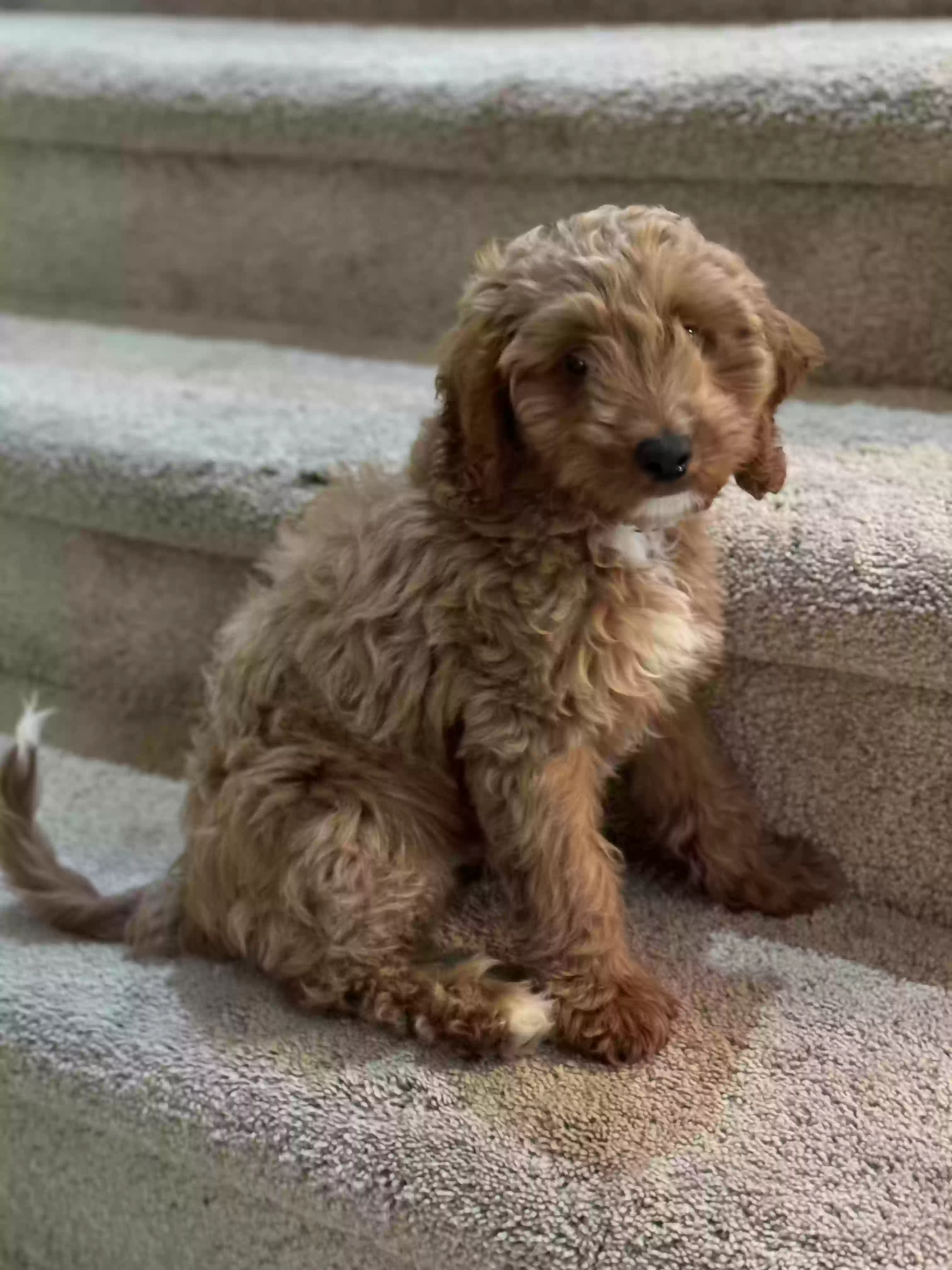 Lost dog in Schertz, TX, 78154