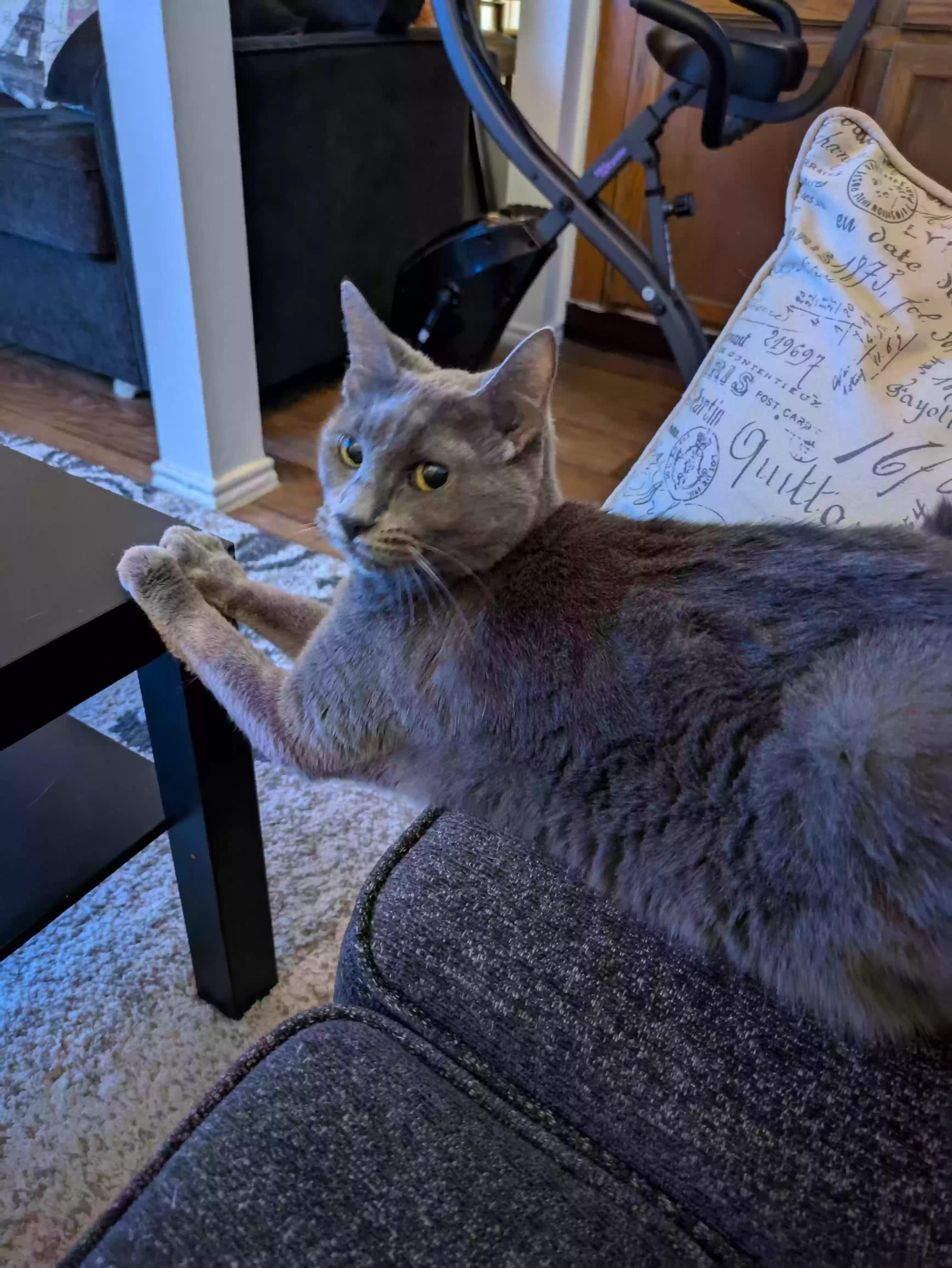 Lost cat in San Antonio, TX, 78232
