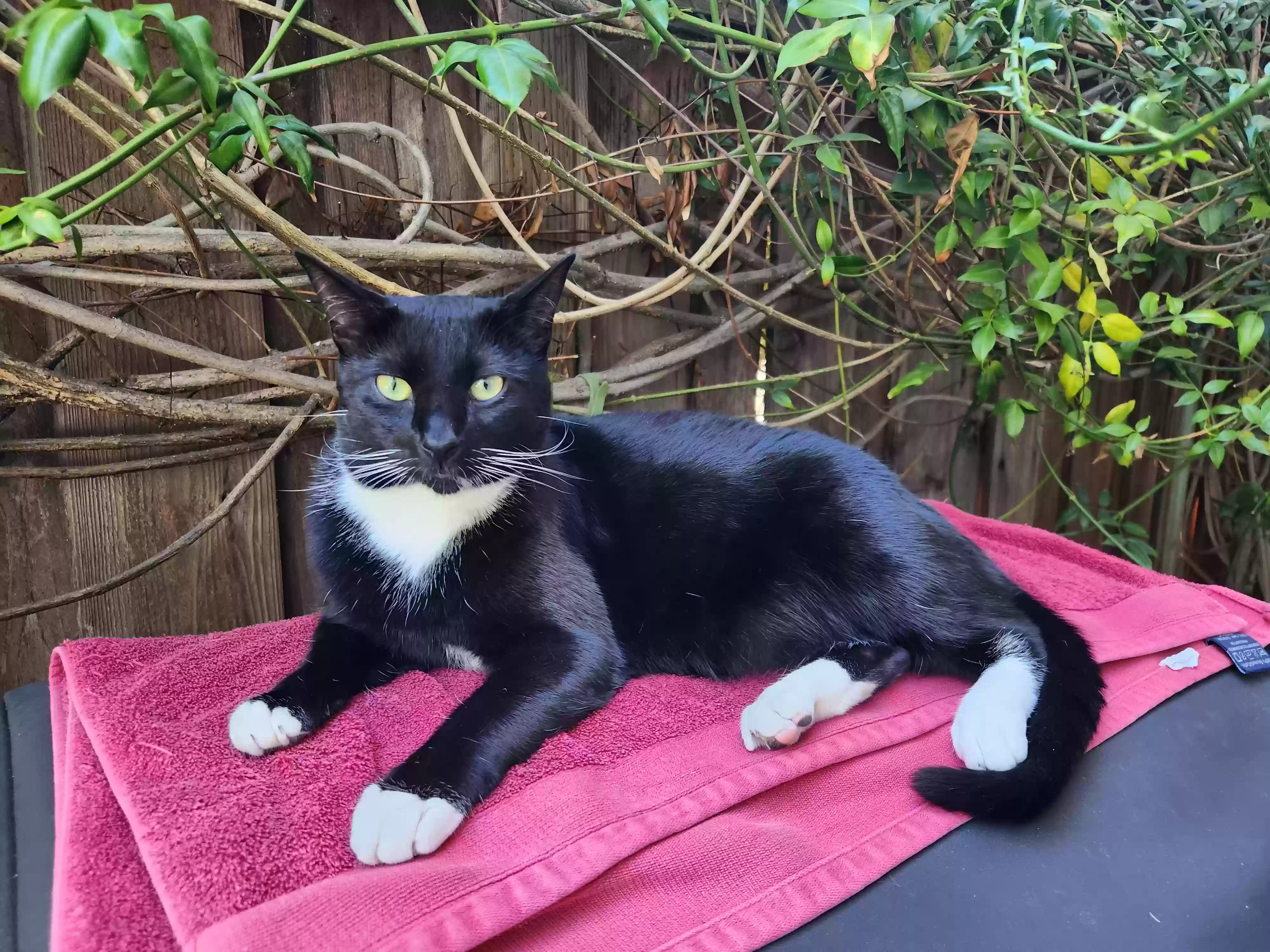 Lost cat in Pleasanton, CA, 94566