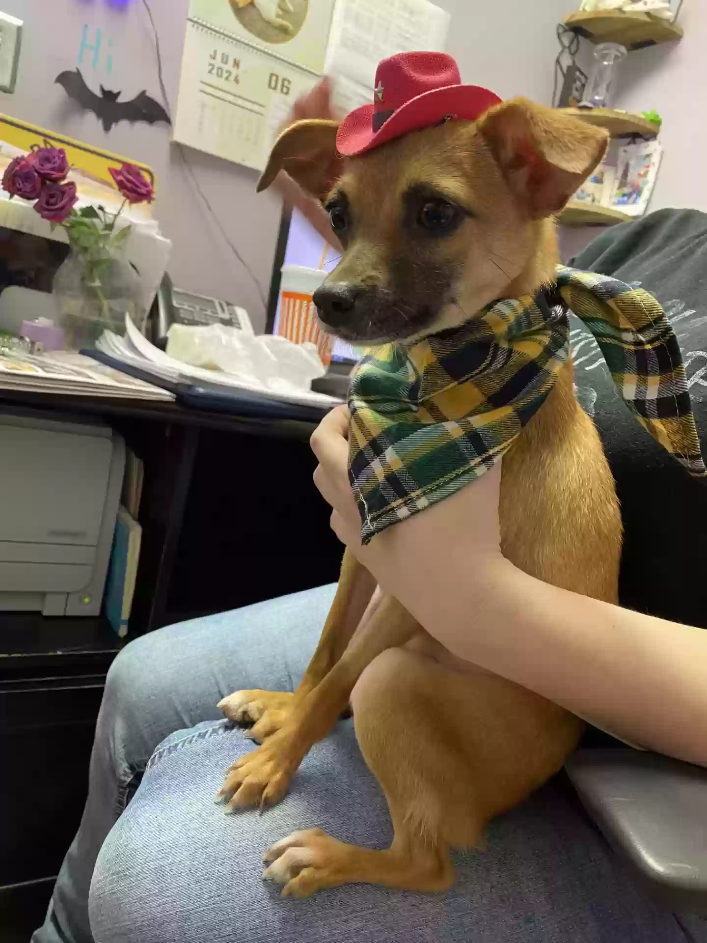 Lost dog in Houston, TX, 77065