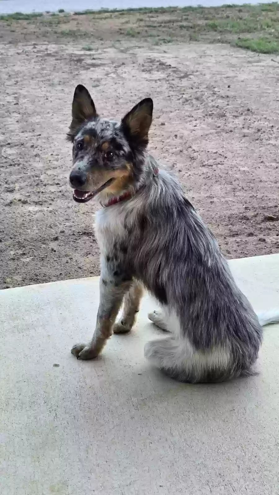 Lost dog in Cleburne, TX, 76033