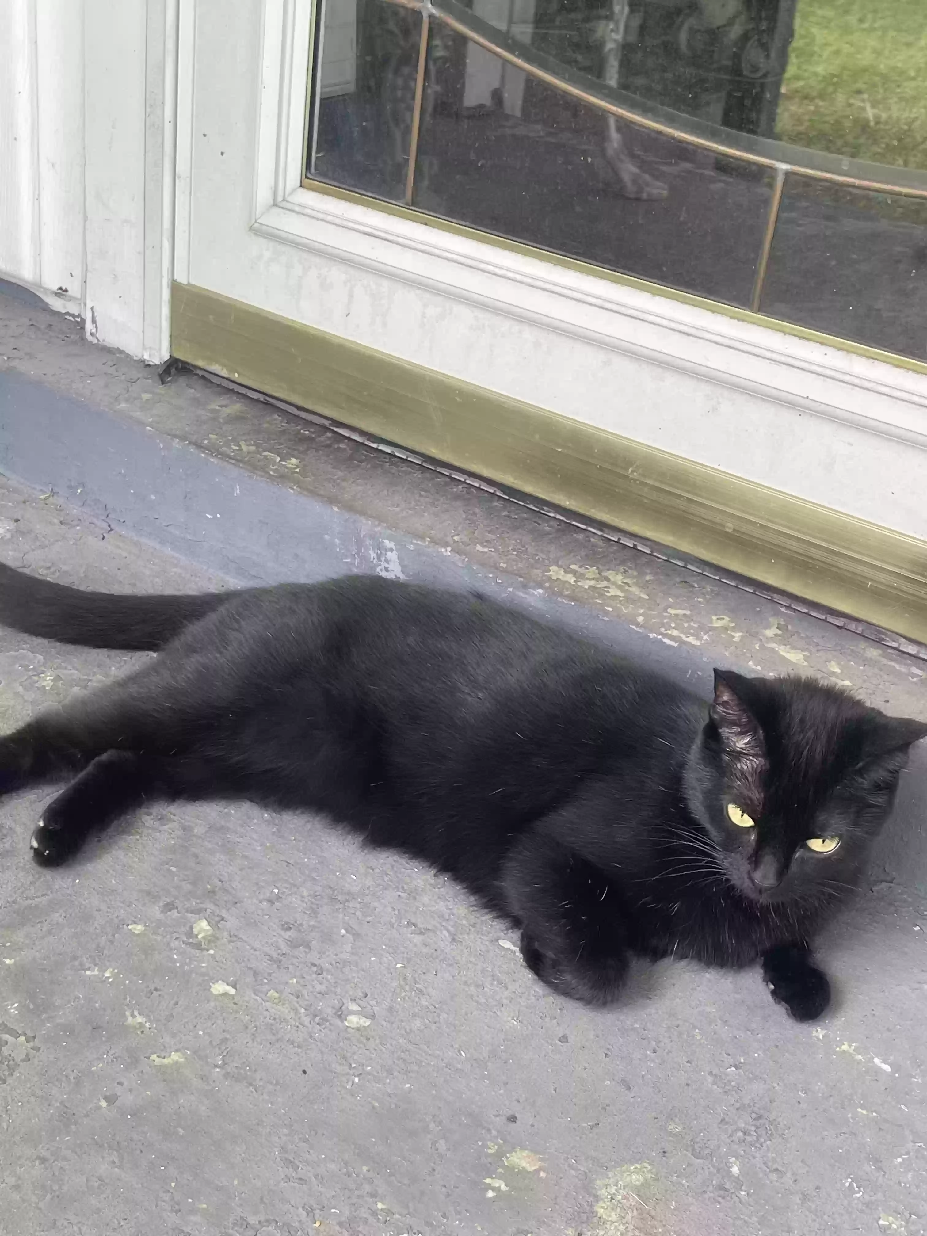 Lost cat in Nashville, TN, 37214