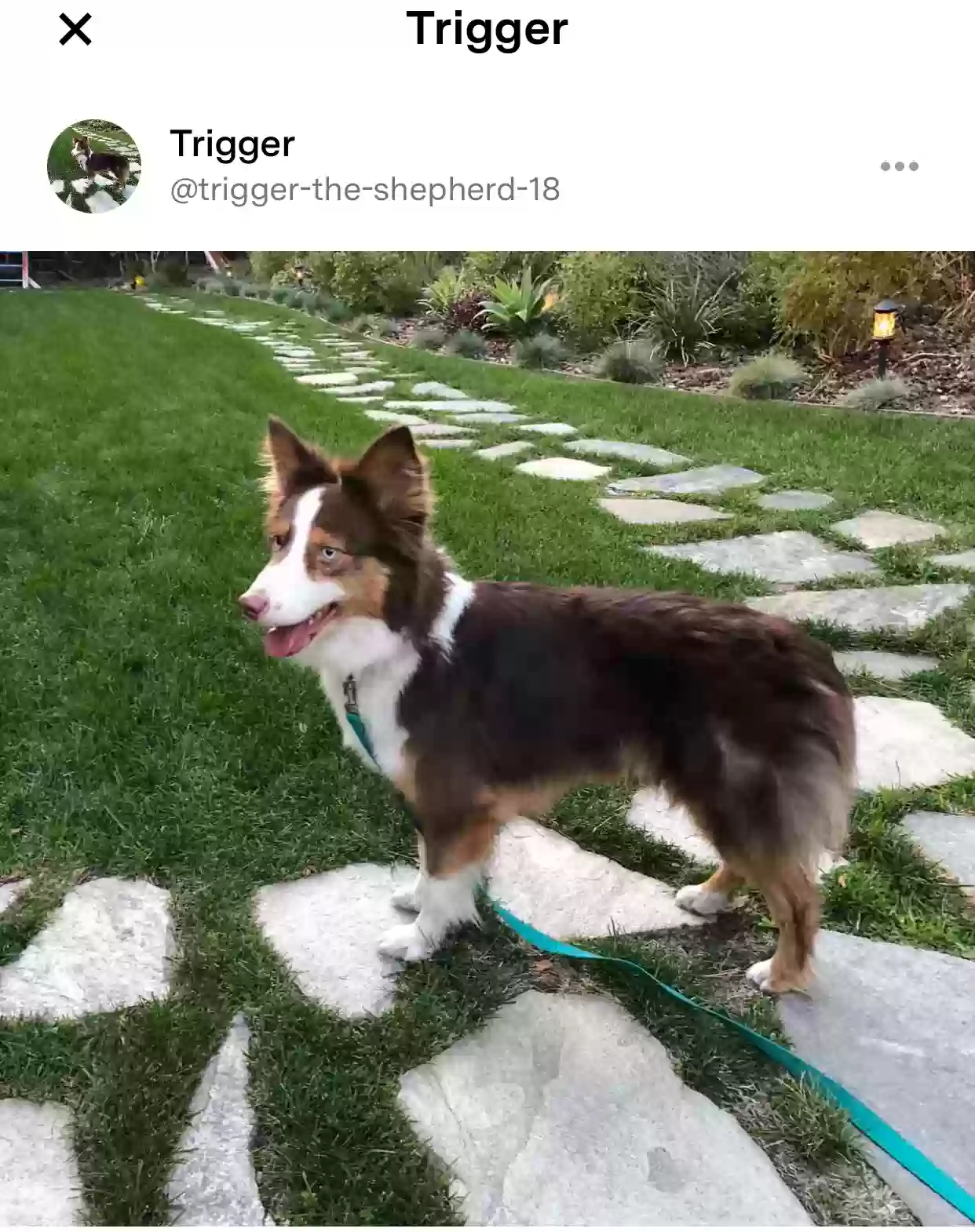 Lost dog in Williamsburg, VA, 23185