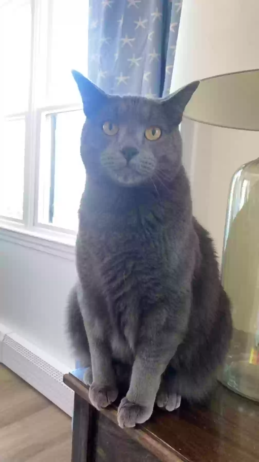 Lost cat in New Bedford, MA, 2740