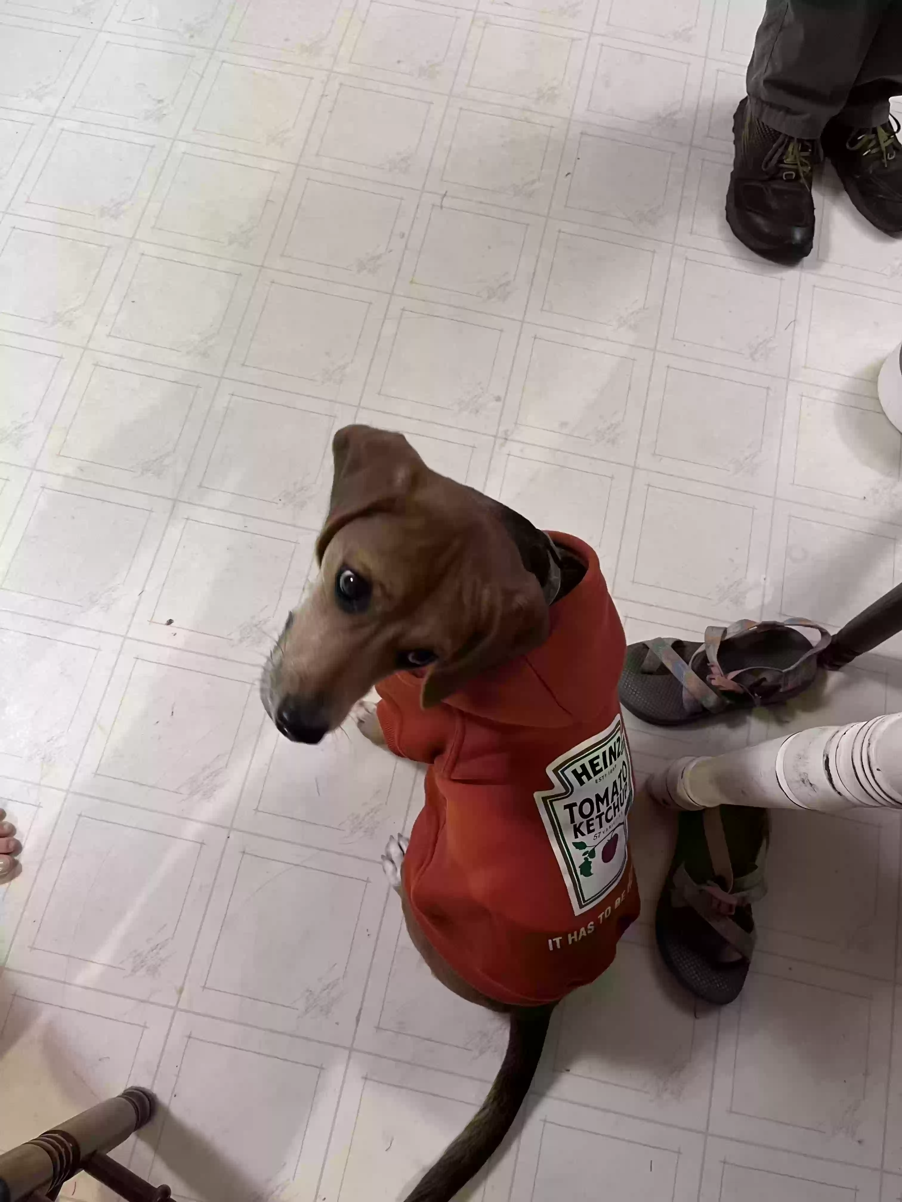 Lost dog in Asheboro, NC, 27203