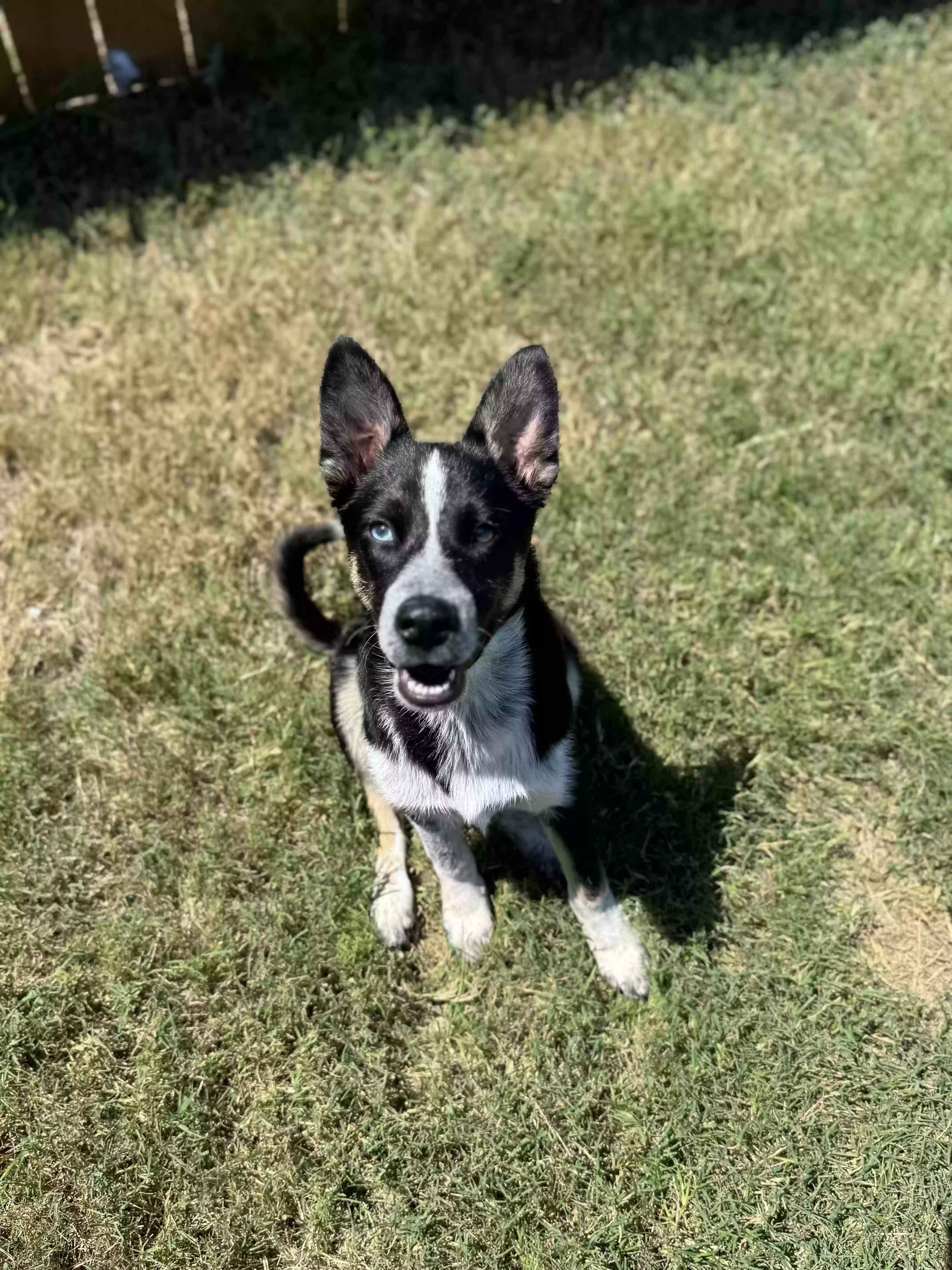 Lost dog in New Braunfels, TX, 78130