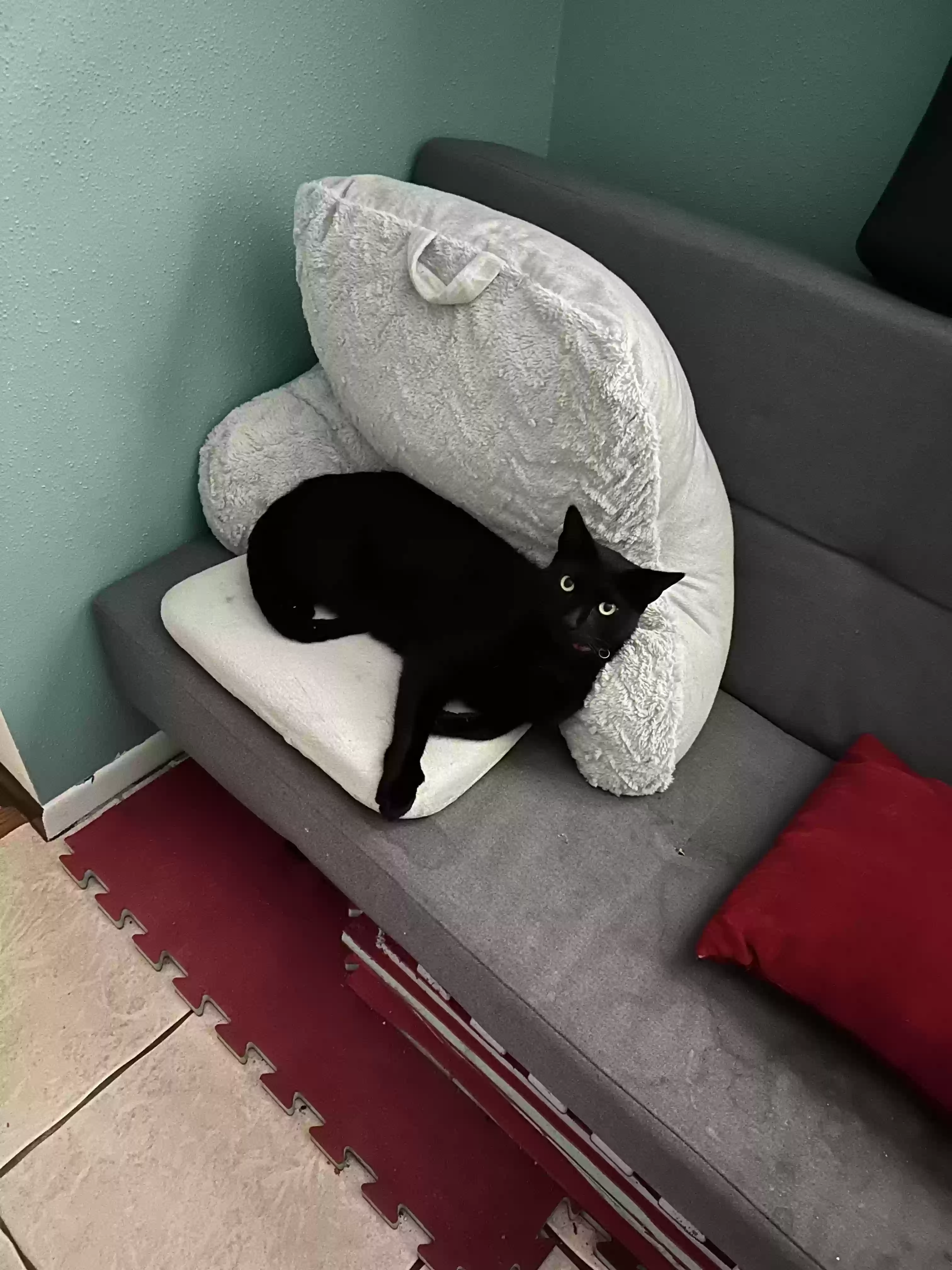Lost cat in Humble, TX, 77396