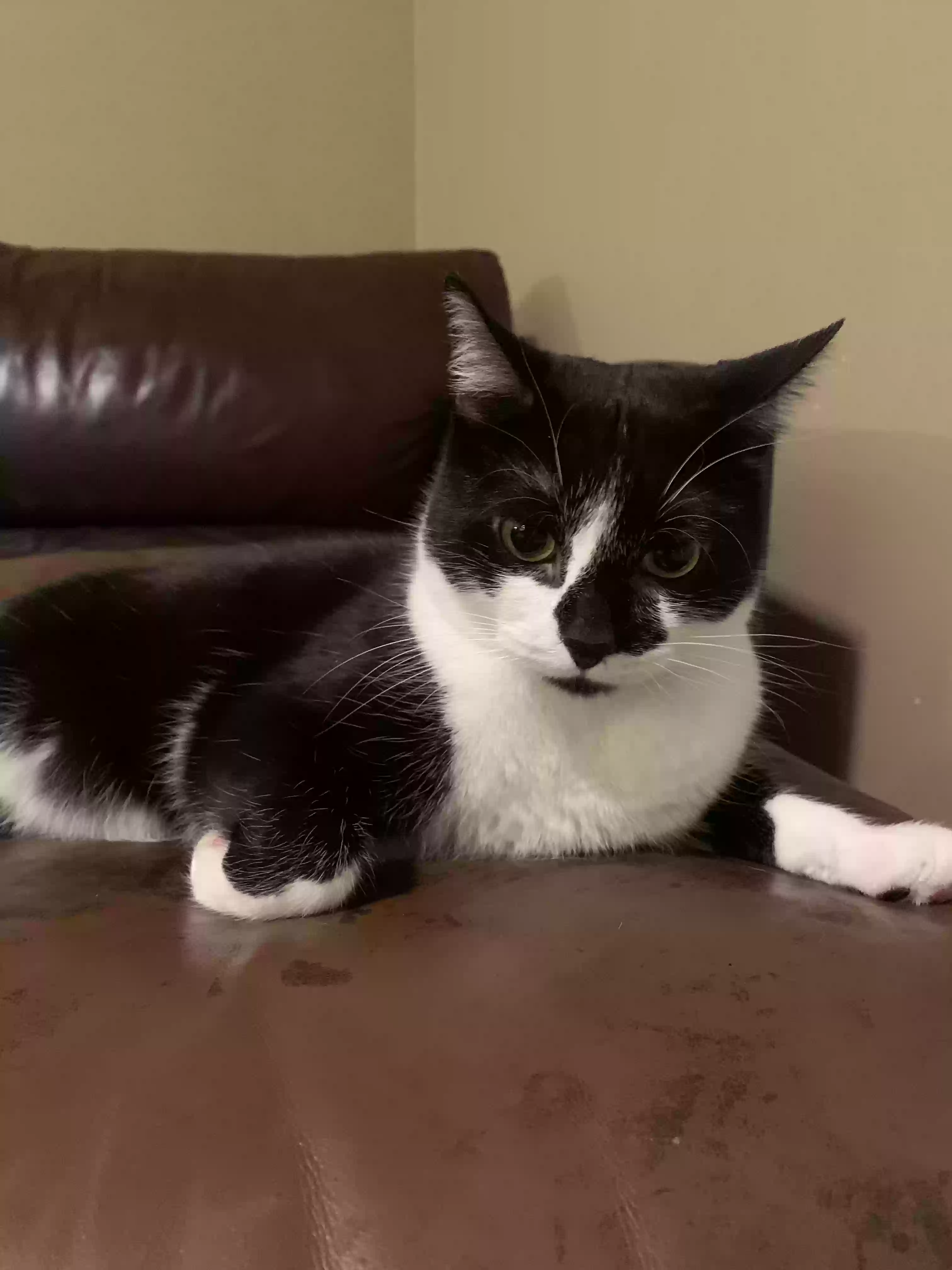 Lost cat in Rio Rancho, NM, 87124