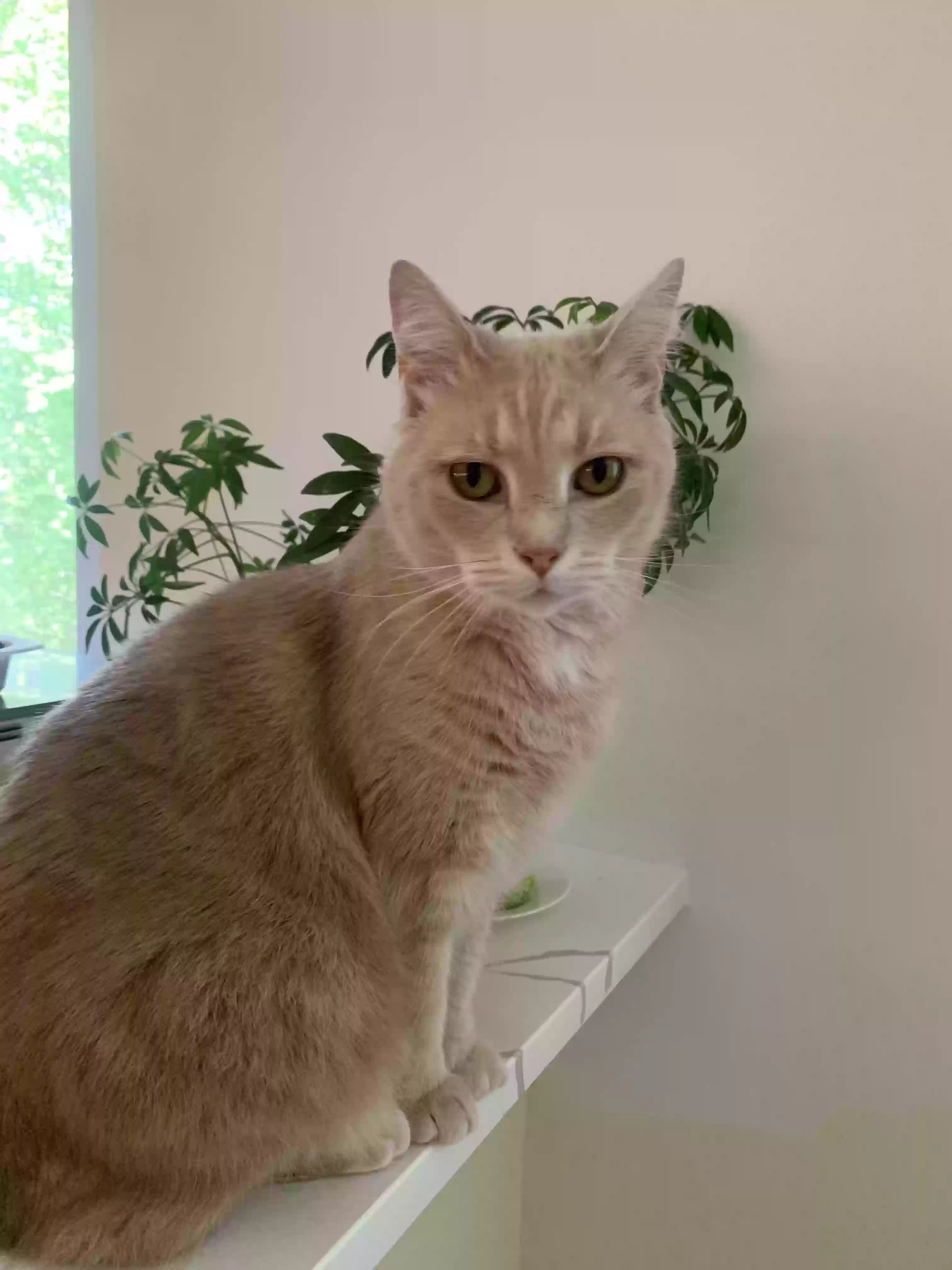 Lost cat in Arlington, VA, 22201