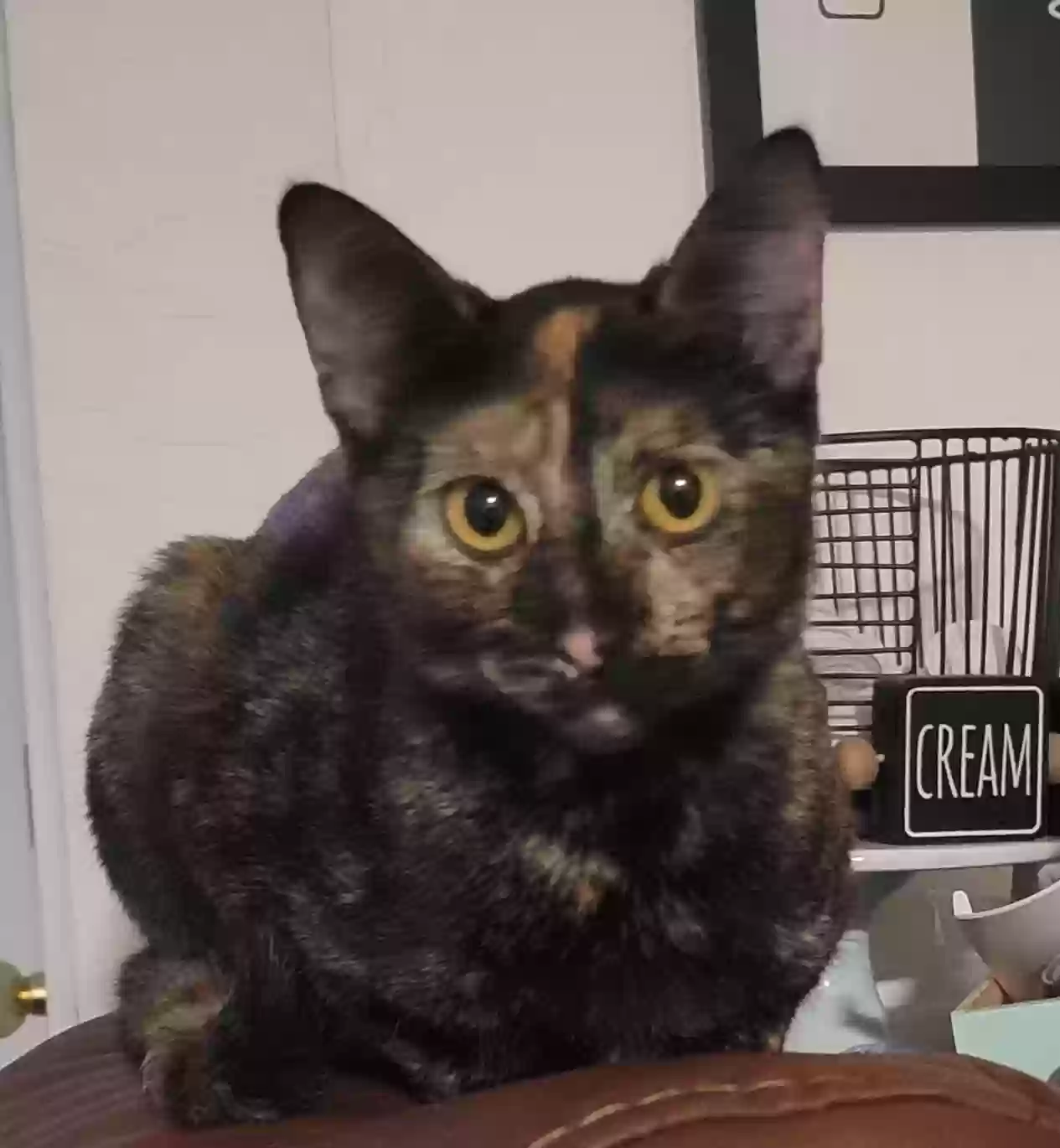 Lost cat in Buckeye, AZ, 85326