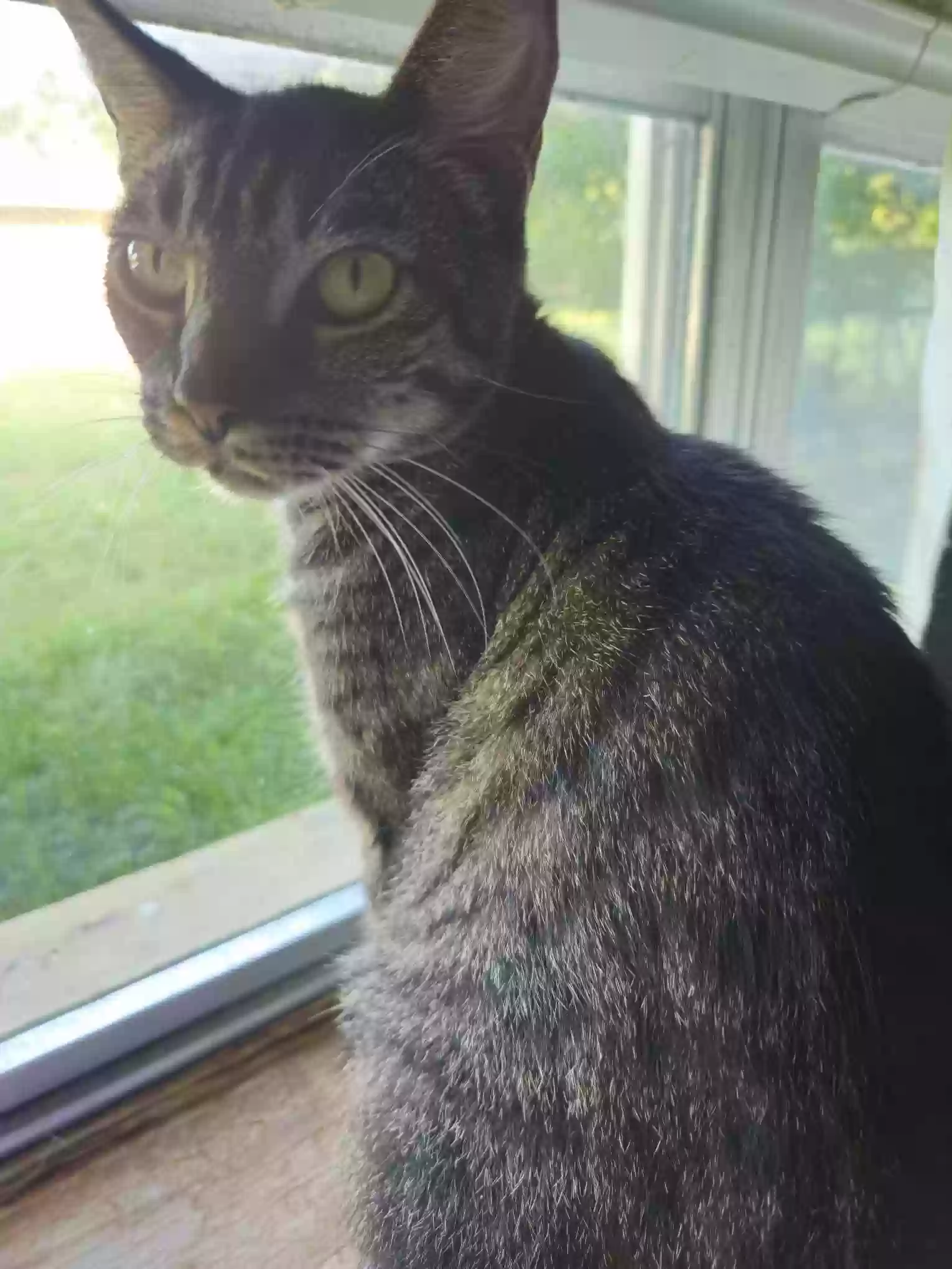 Lost cat in Rockdale, TX, 76567