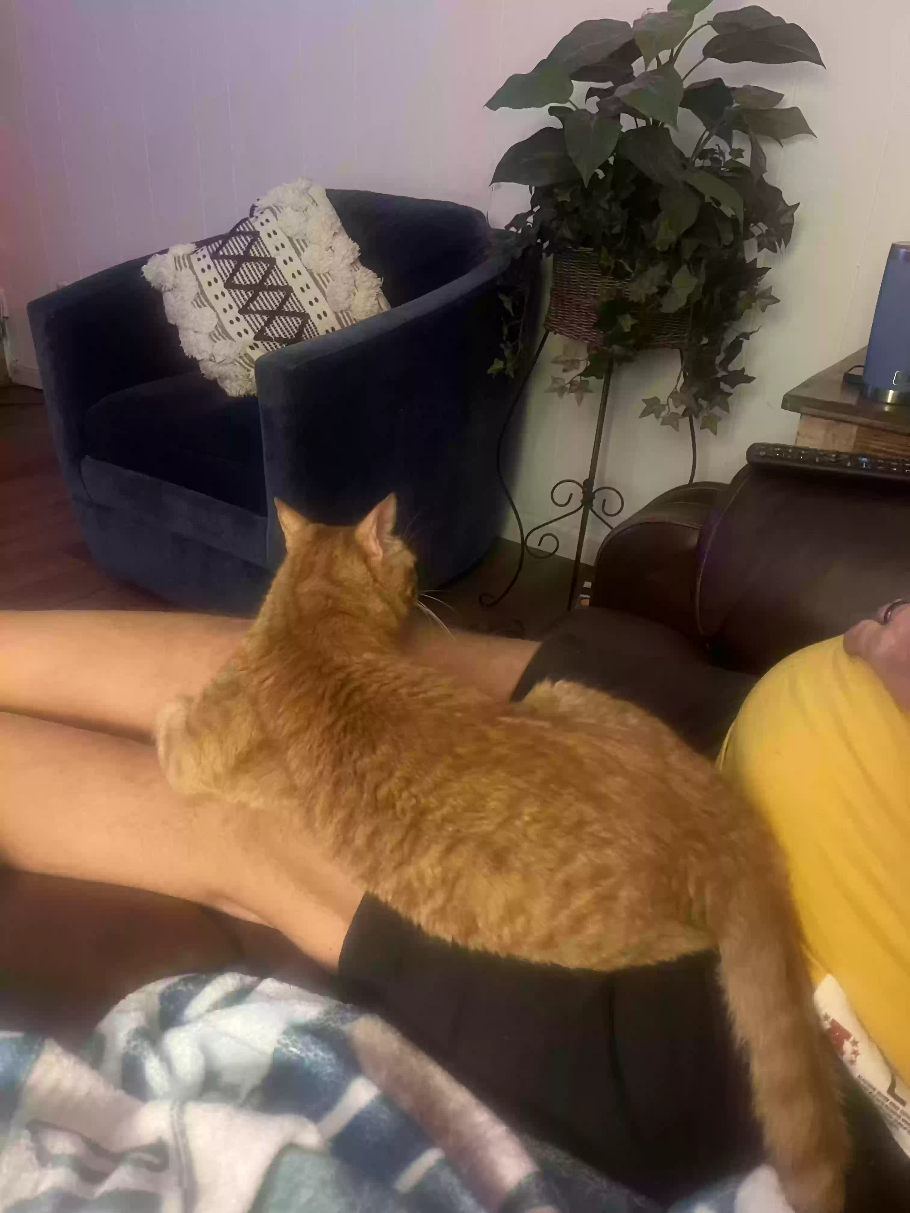 Lost cat in Plano, TX, 75023