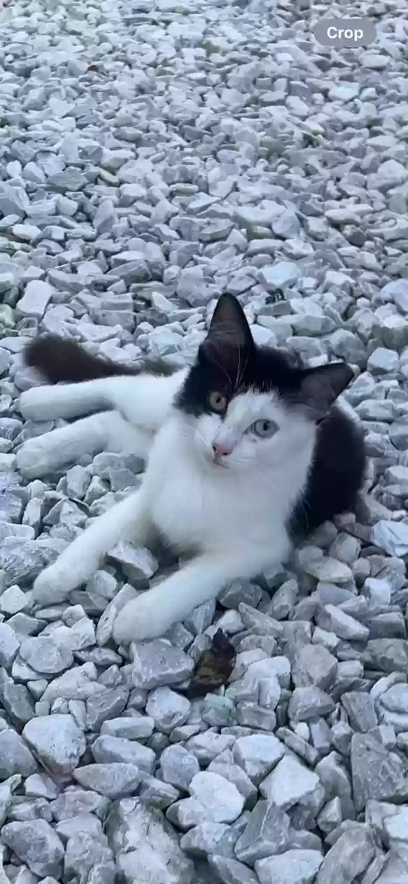 Lost cat in Miami, FL, 33173