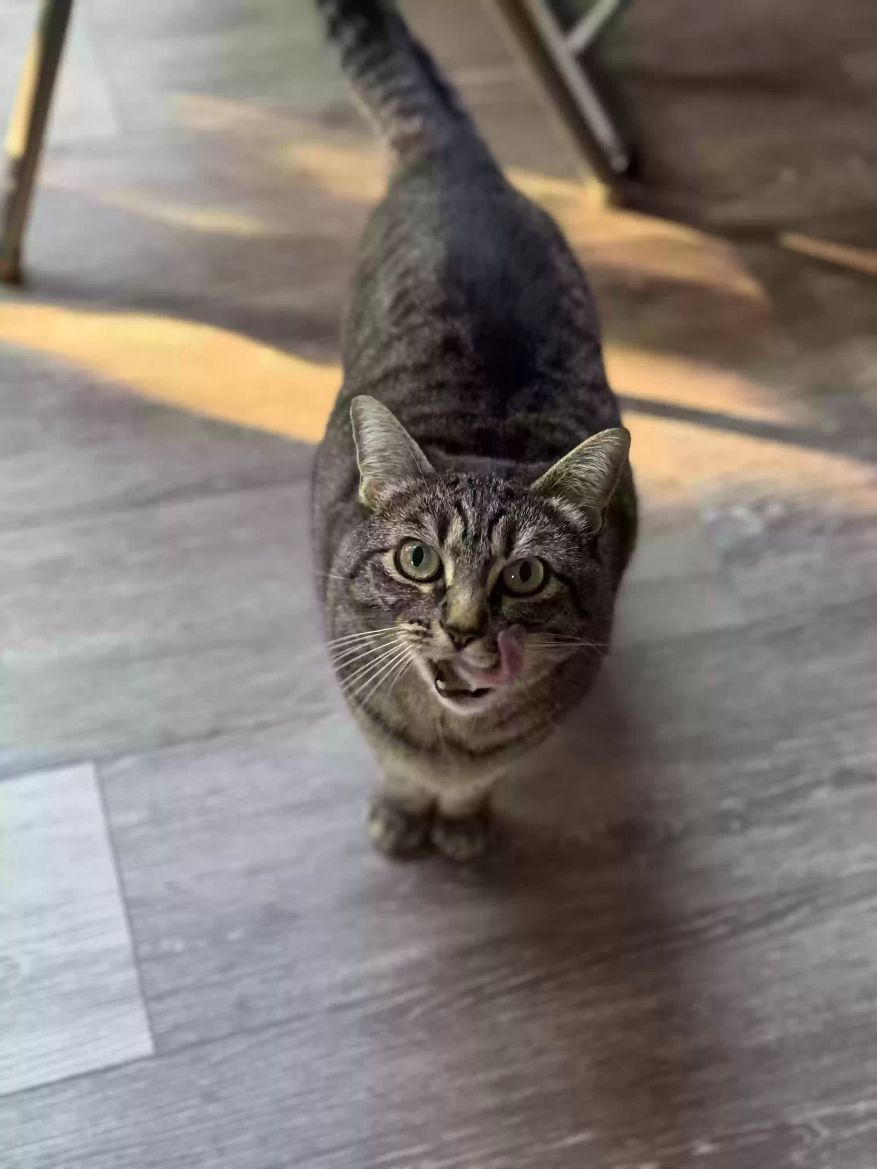 Lost cat in Vancouver, WA, 98685