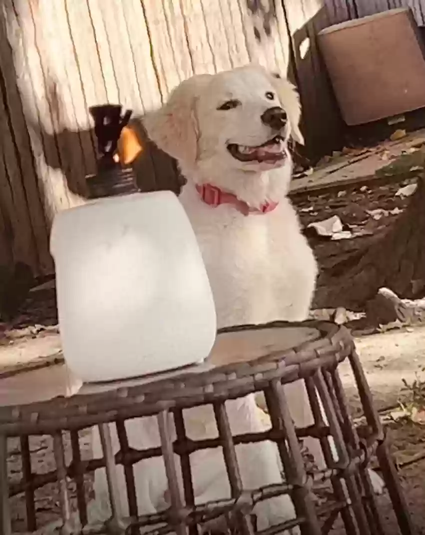 Lost dog in Cincinnati, OH, 45215