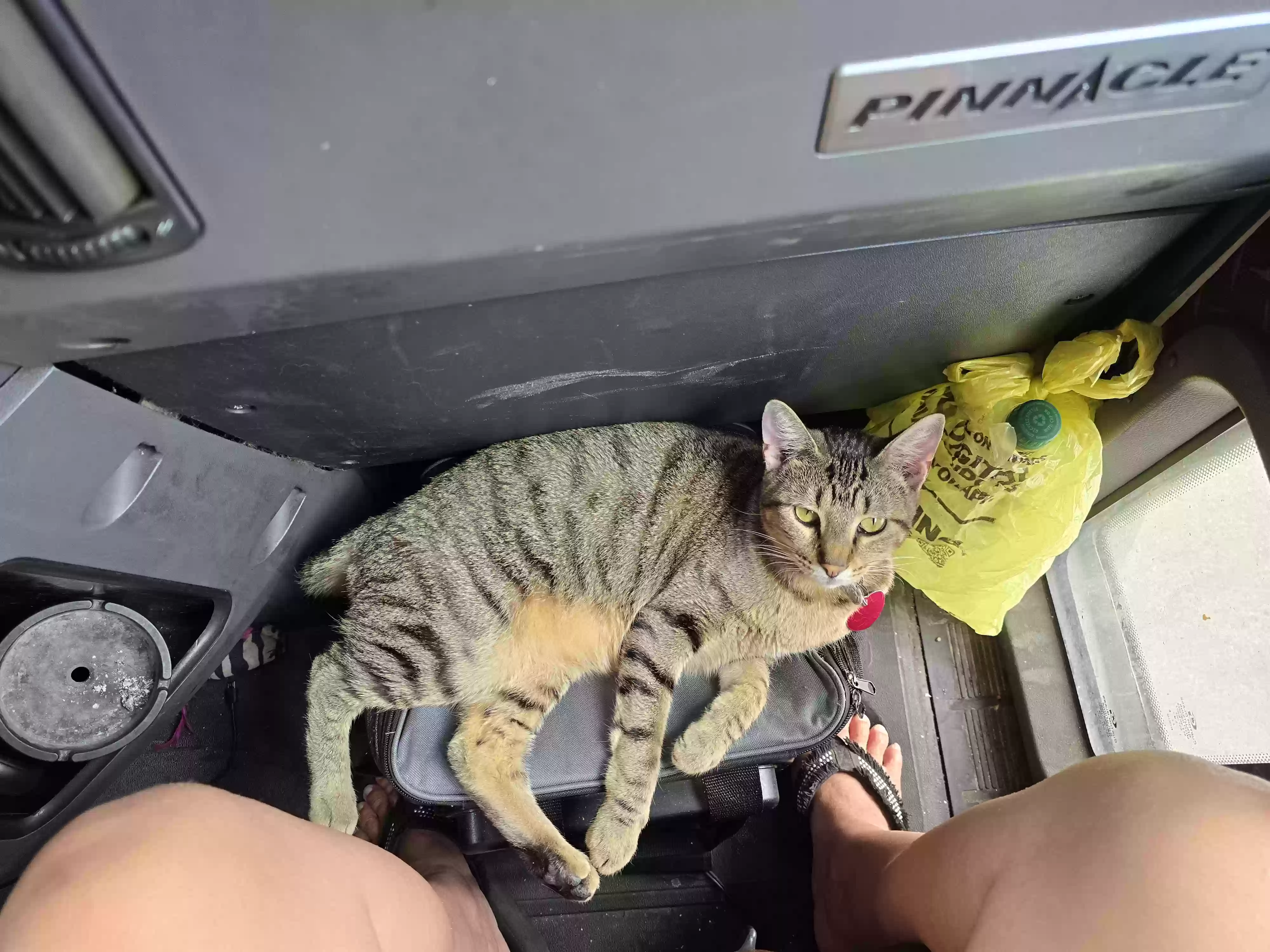 Lost cat in Avon, OH, 44011