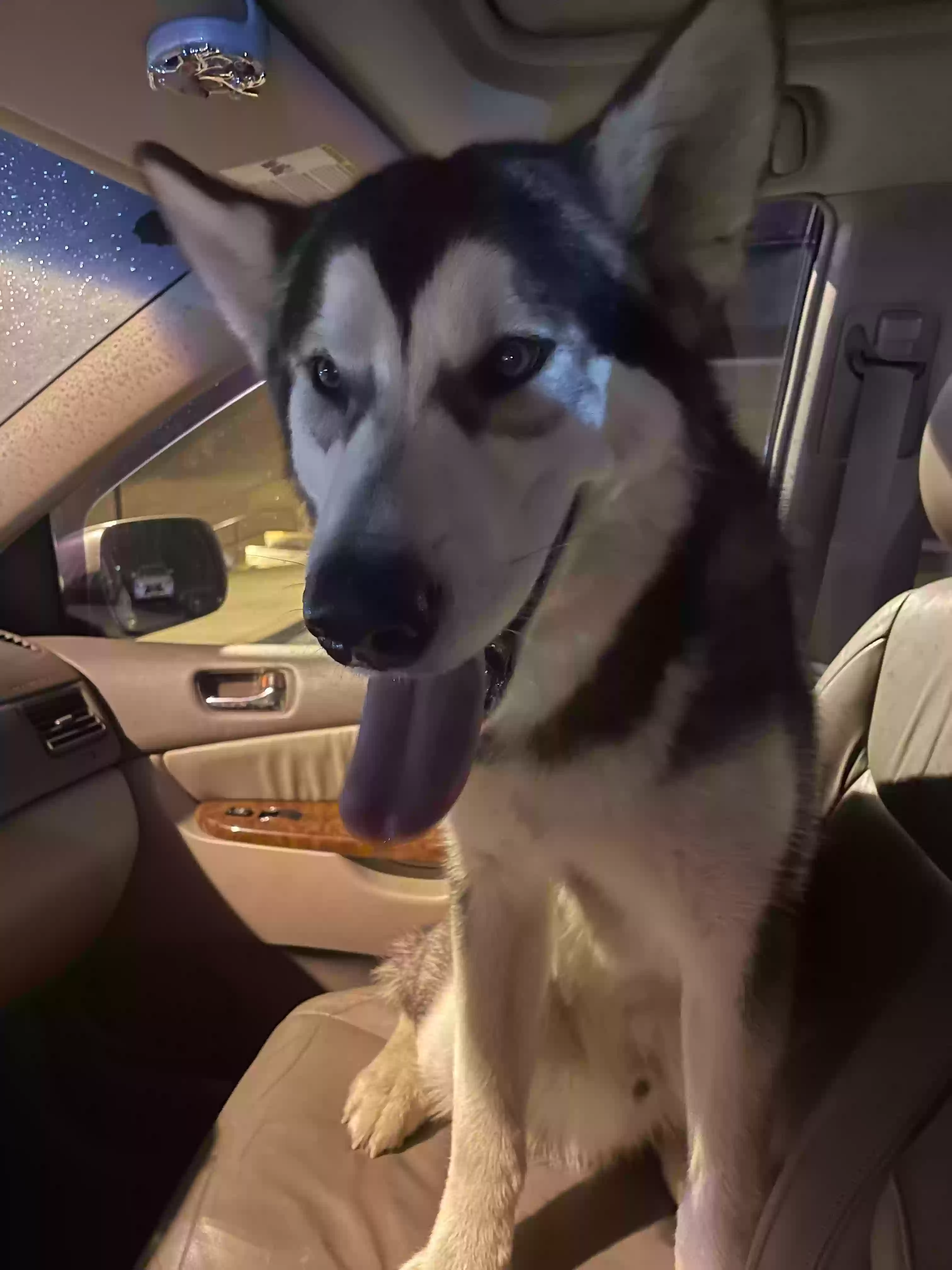 Found dog in Tallmadge, OH, 44278