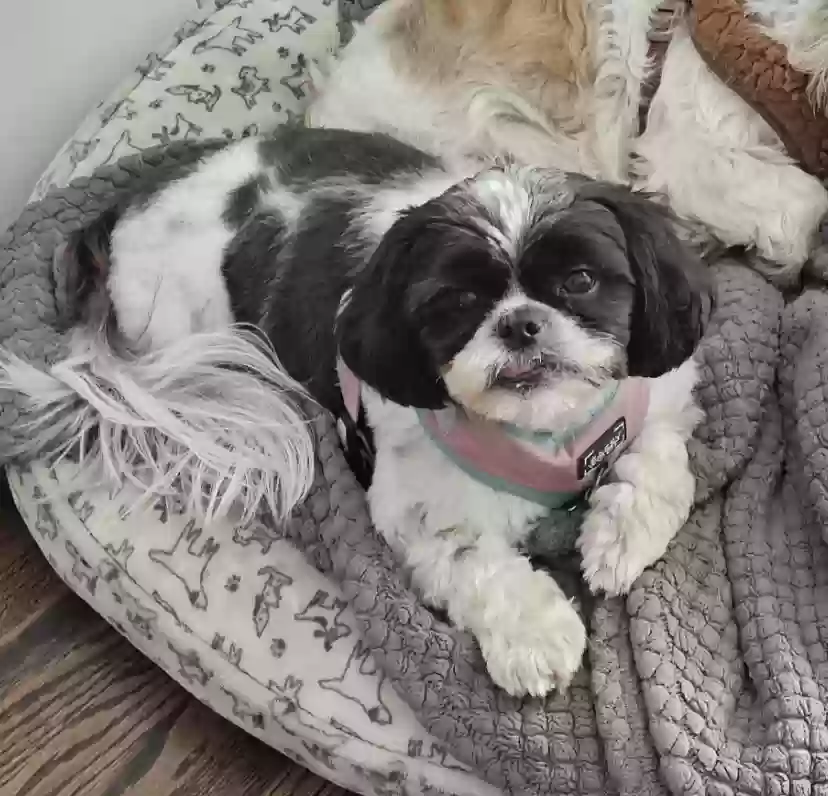 Lost dog in Los Angeles, CA, 90008