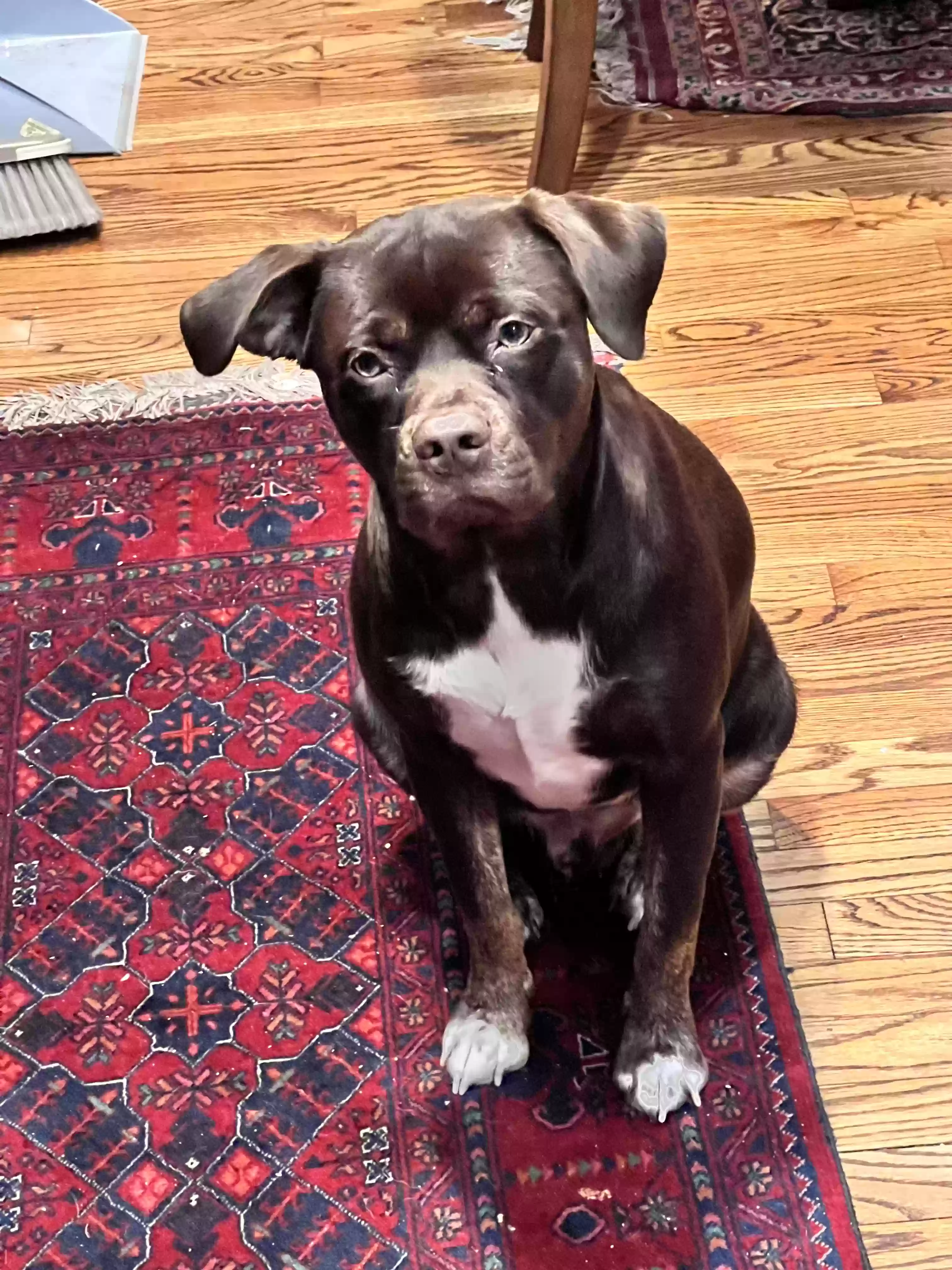 Lost dog in Leesburg, VA, 20176