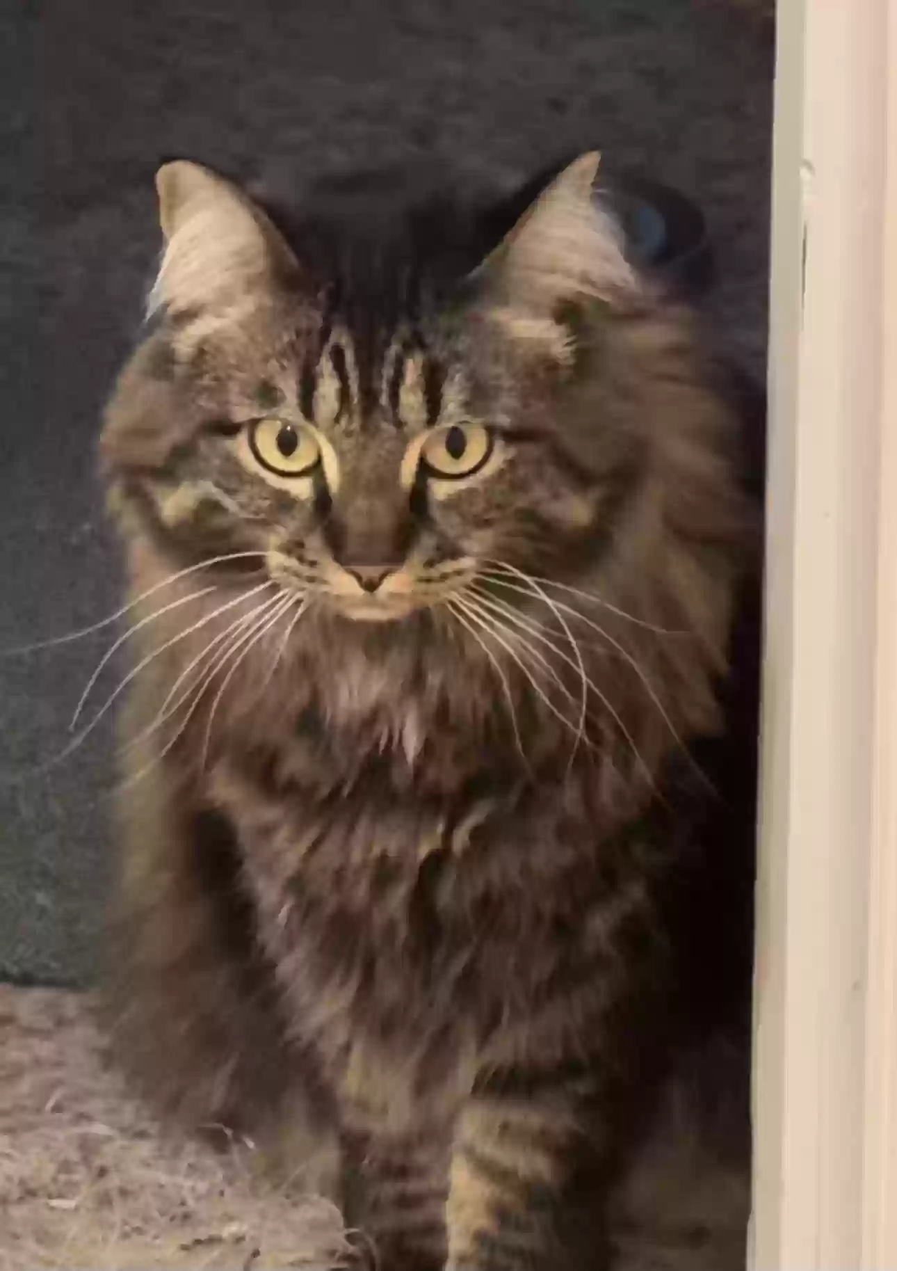 Lost cat in Eugene, OR, 97404
