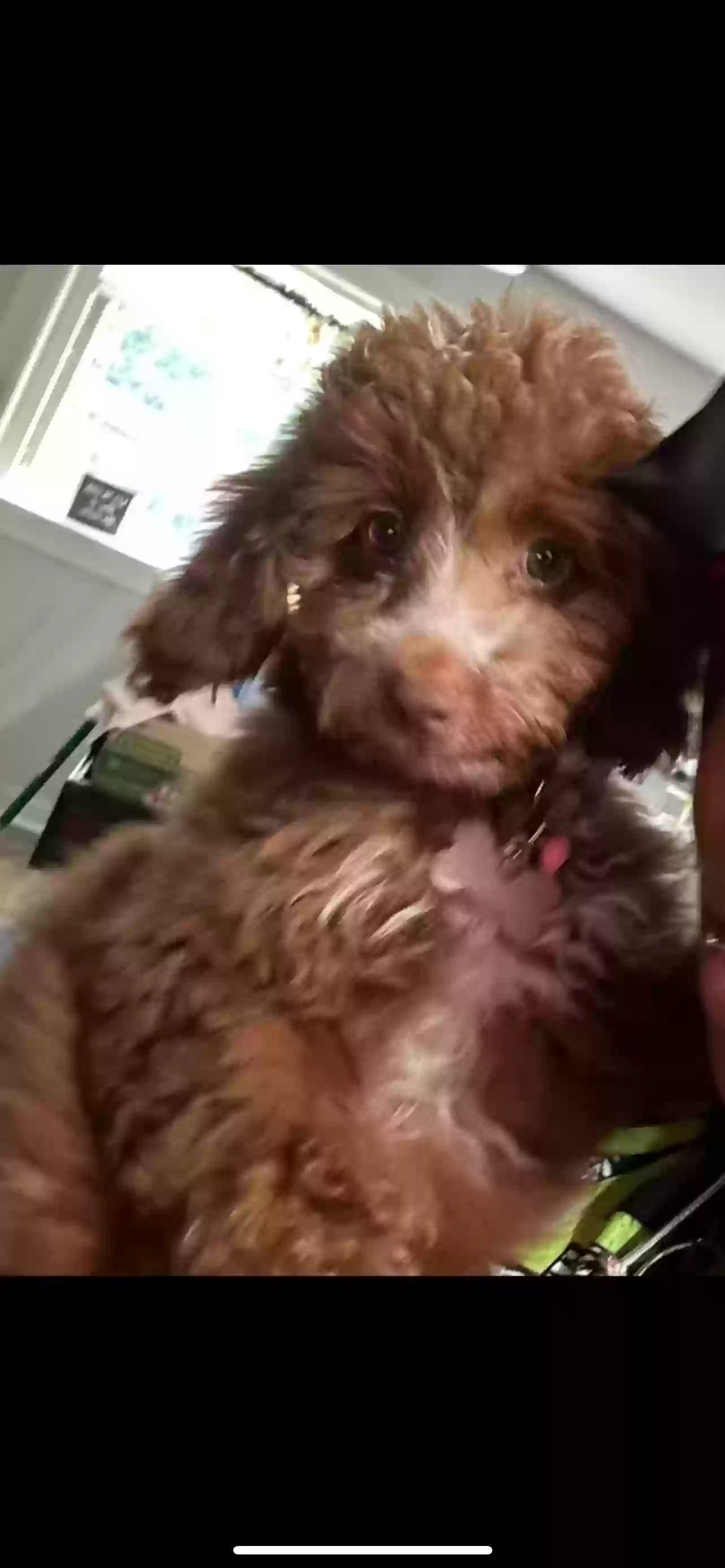 Lost dog in South Holland, IL, 60473