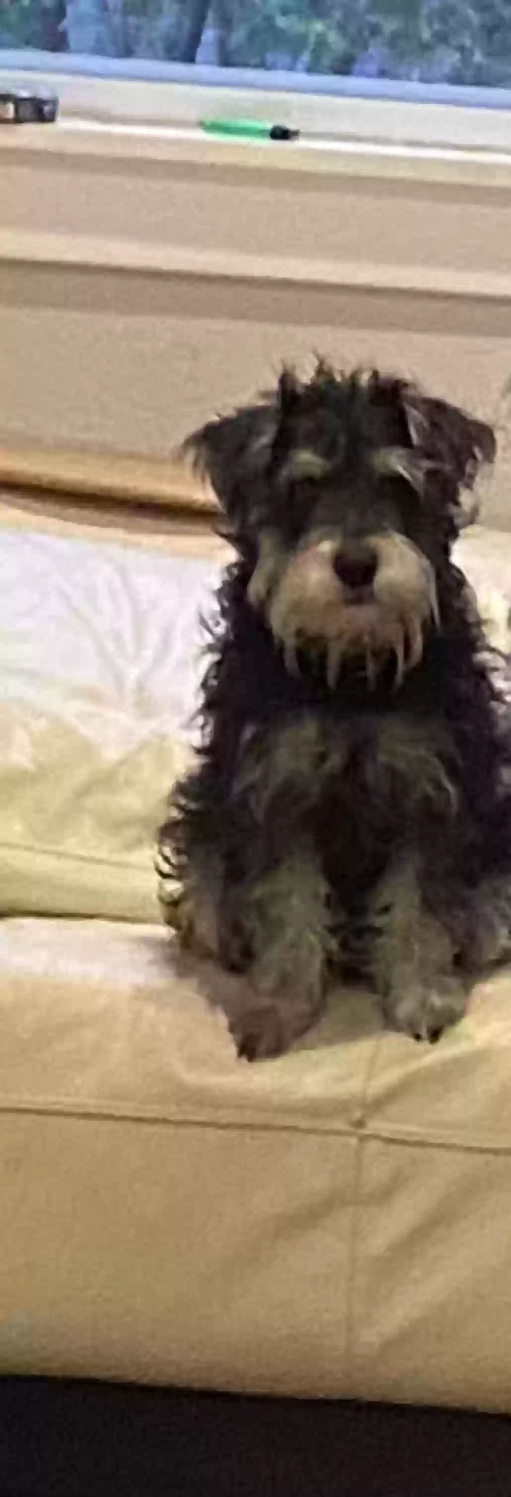 Lost dog in Berwyn, IL, 60402