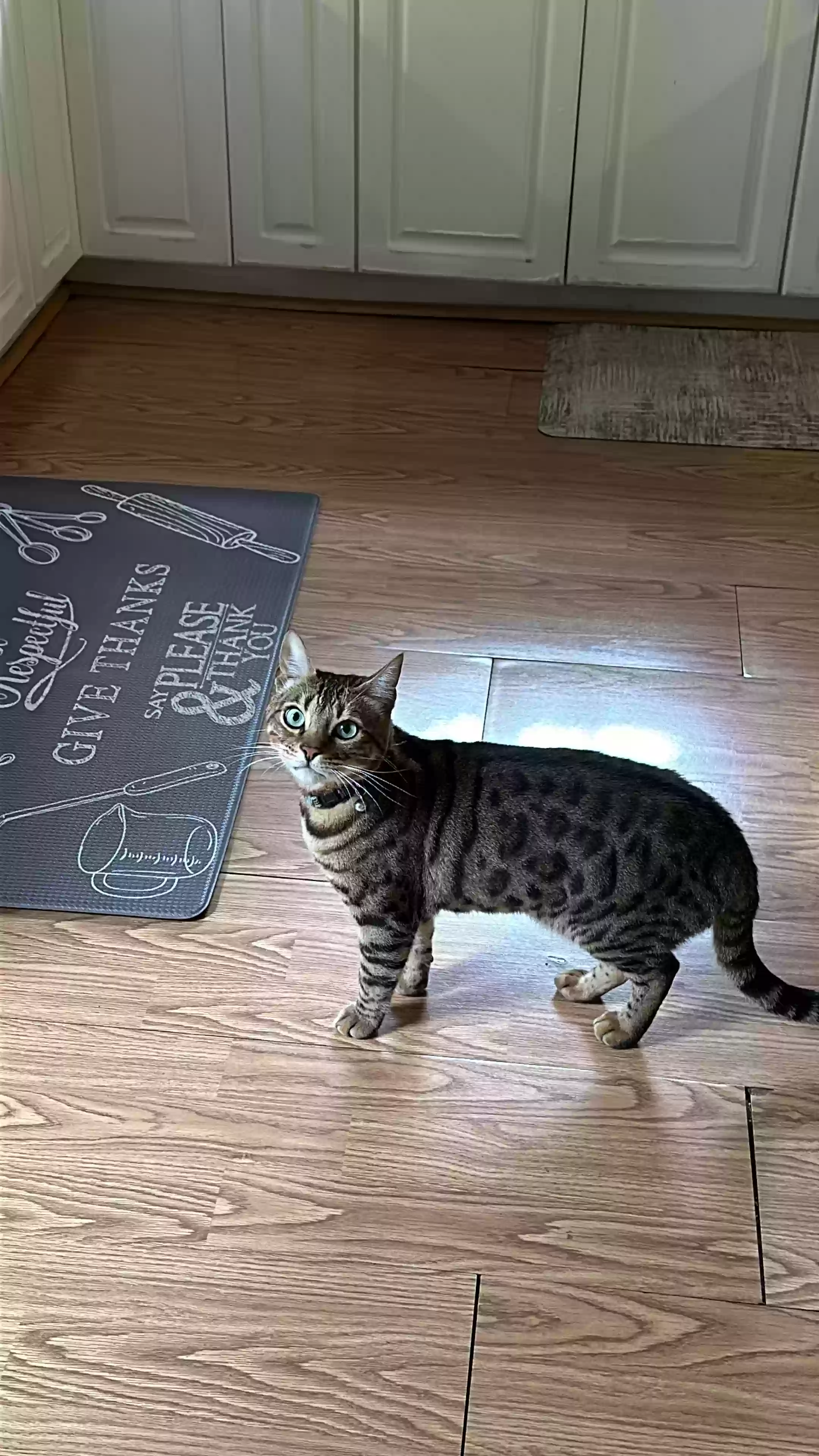 Lost cat in Mechanicsville, VA, 23116