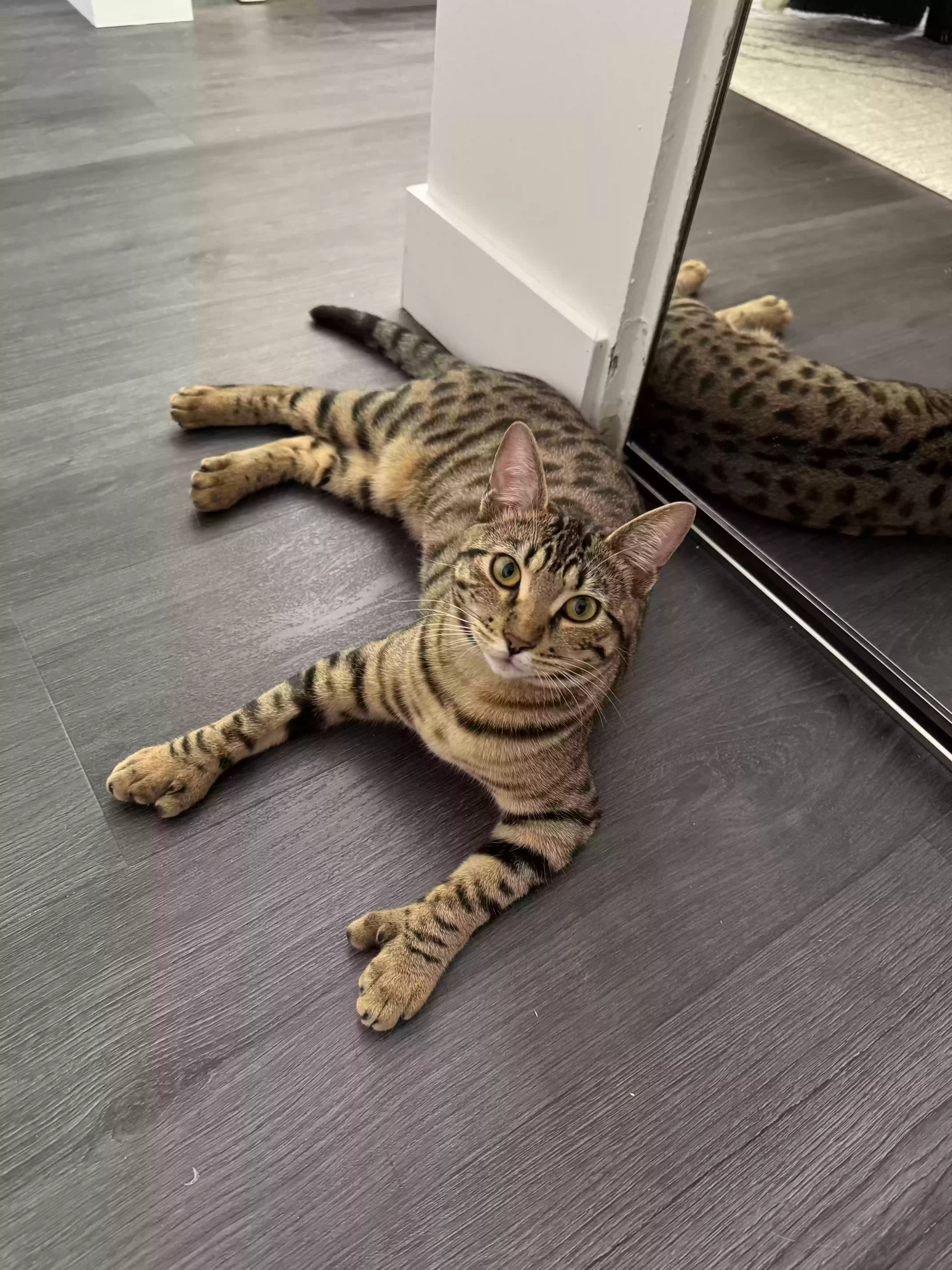 Lost cat in Costa Mesa, CA, 92627