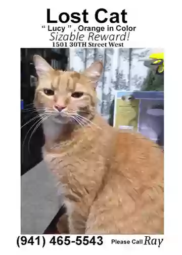 Lost cat in Bradenton, FL, 34205