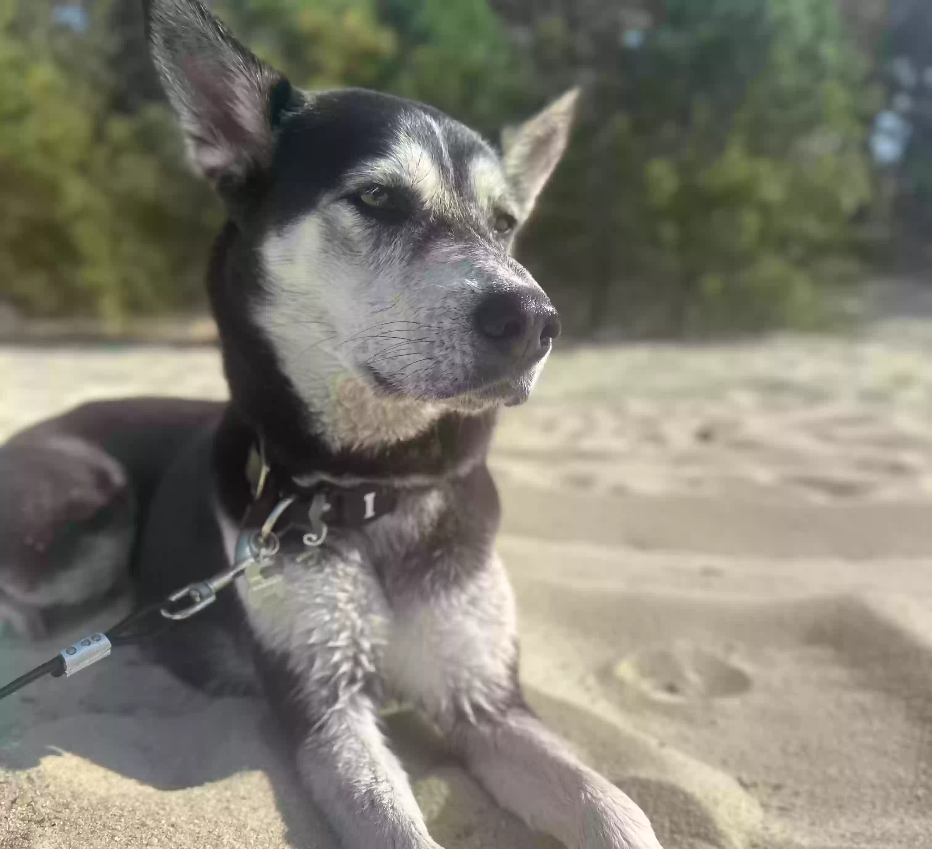 Lost dog in Elmer, NJ, 8318