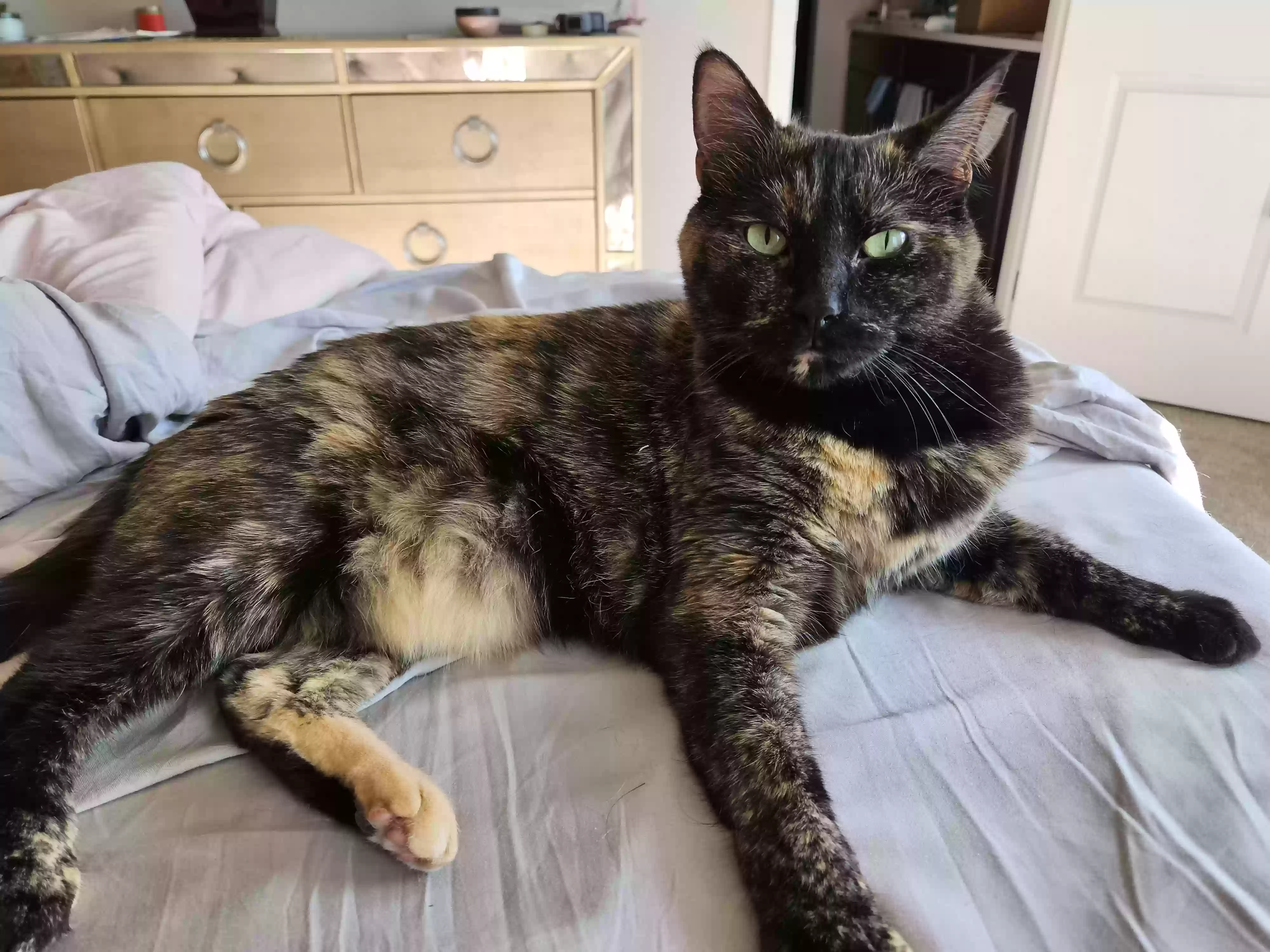 Lost cat in Aurora, CO, 80018