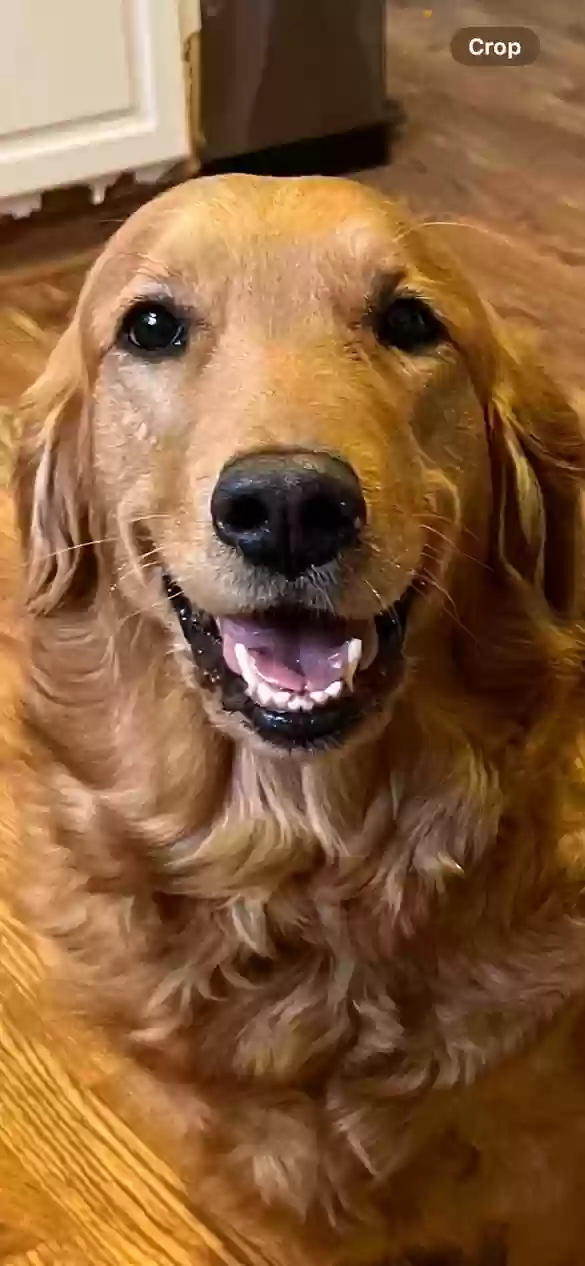 Lost dog in Painesville, OH, 44077