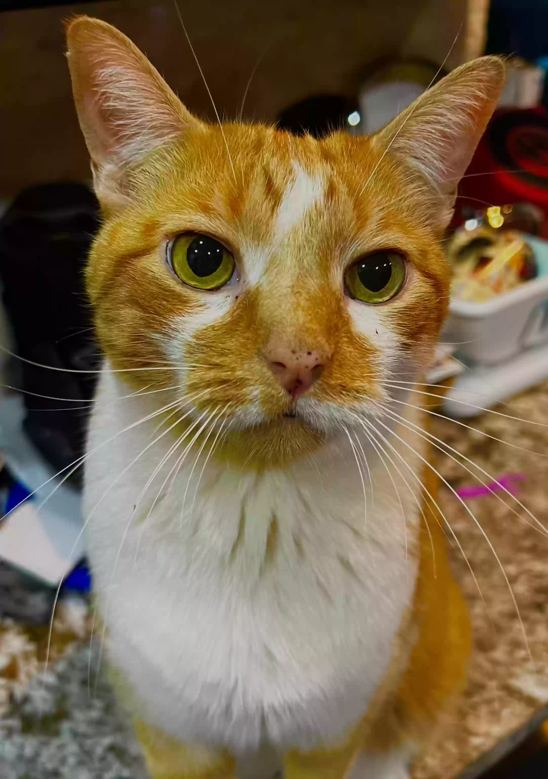 Lost cat in Richmond, TX, 77407