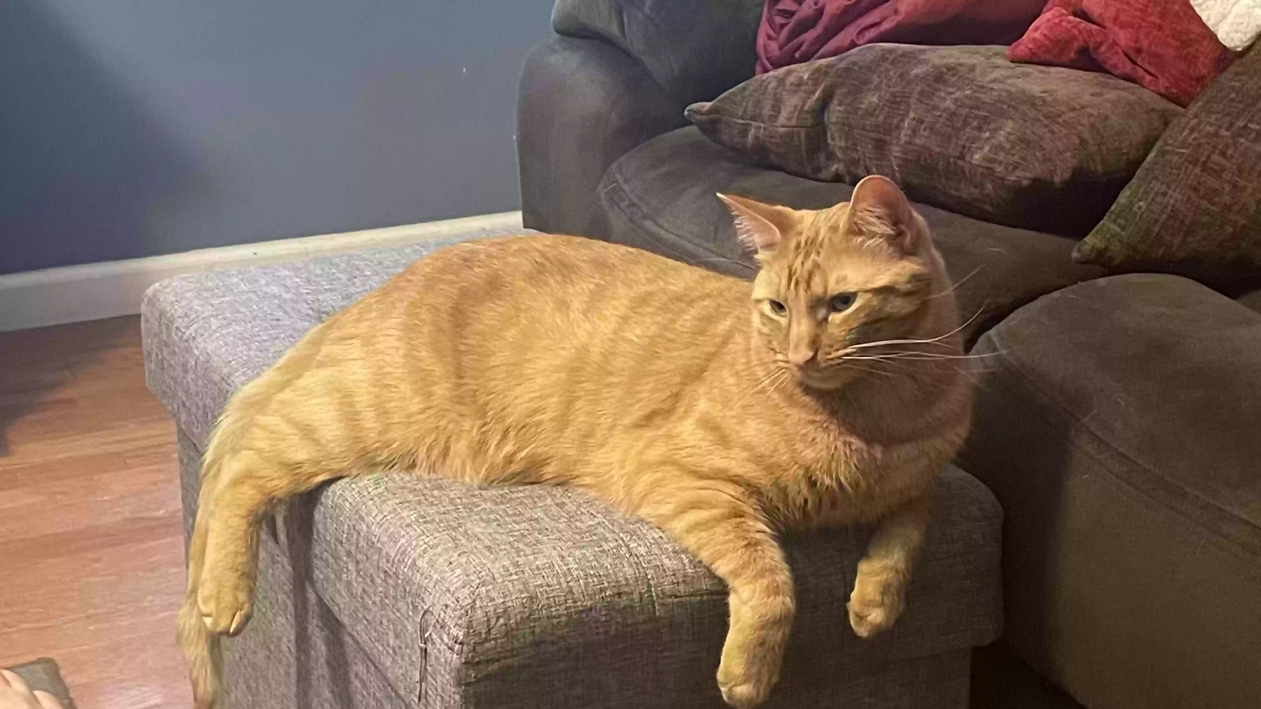 Lost cat in Morrisville, PA, 19067