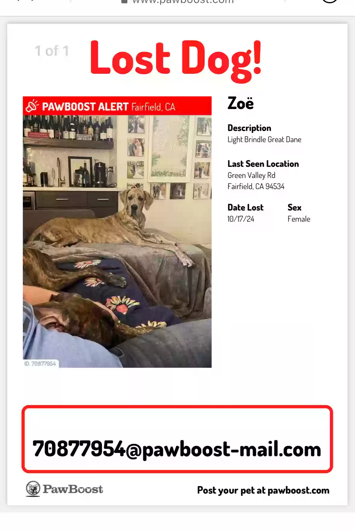 Lost dog in Fairfield, CA, 94534