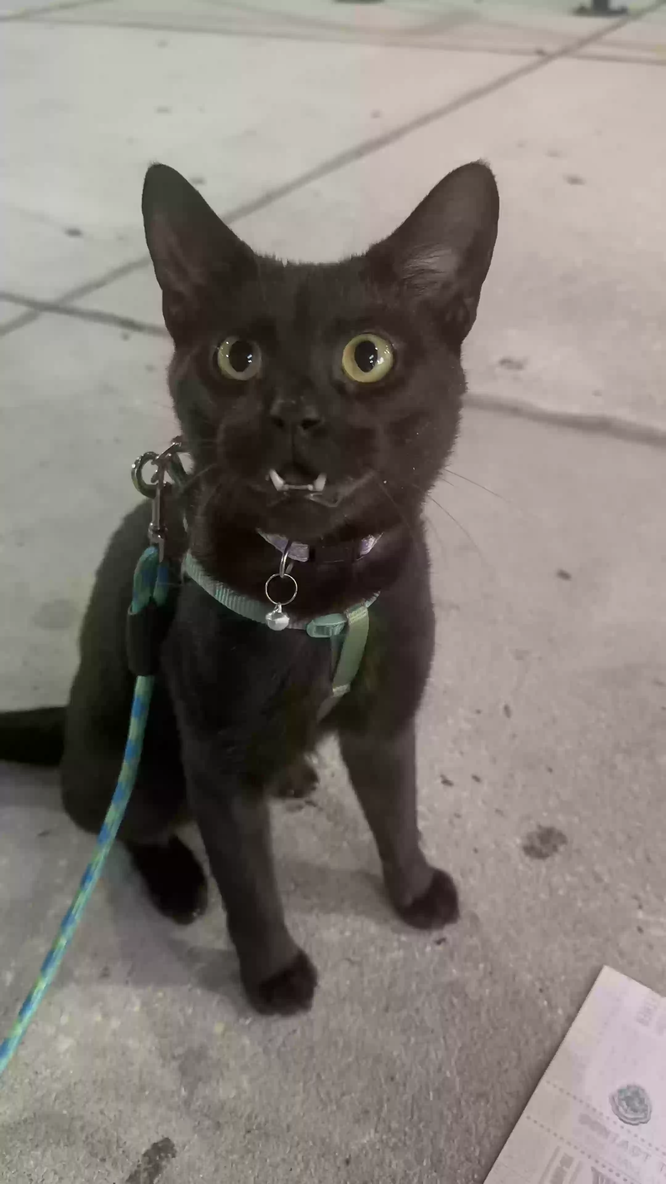 Lost cat in Lakeland, FL, 33809