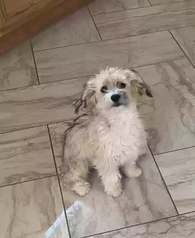 Lost dog in Las Vegas, NV, 89110