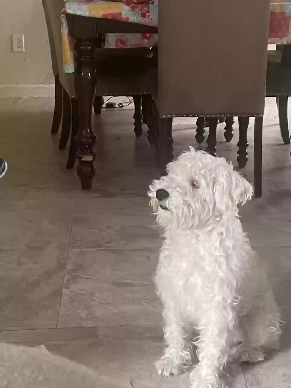 Lost dog in Houston, TX, 77089