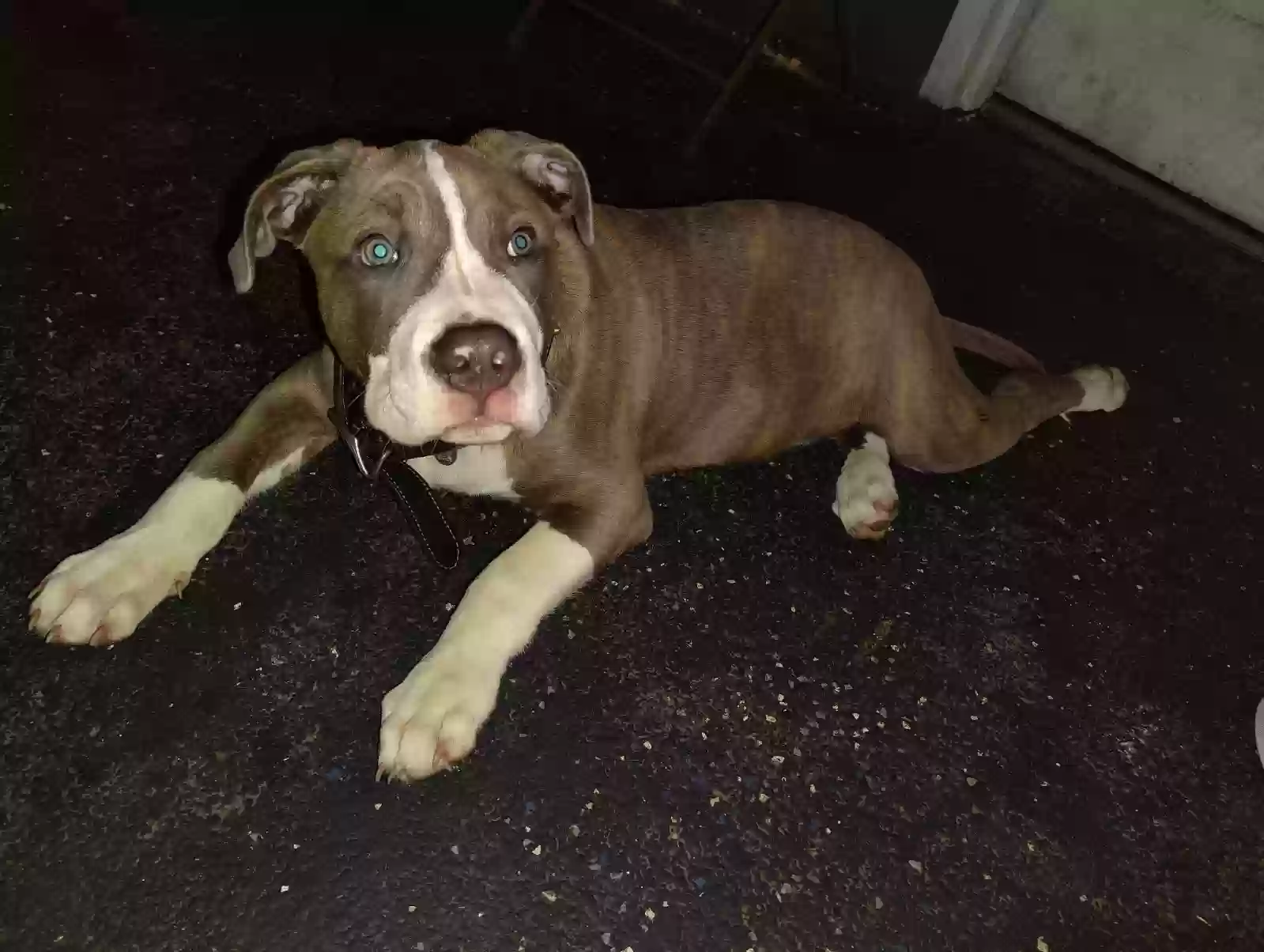 Lost dog in South Gate, CA, 90280